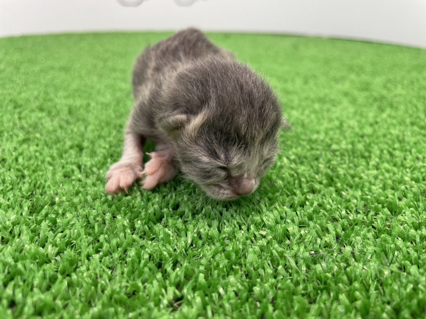 赤ちゃん写真1-1