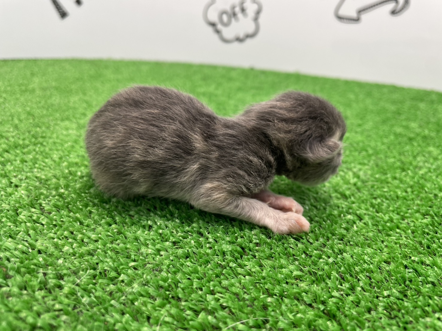 赤ちゃん写真1-2