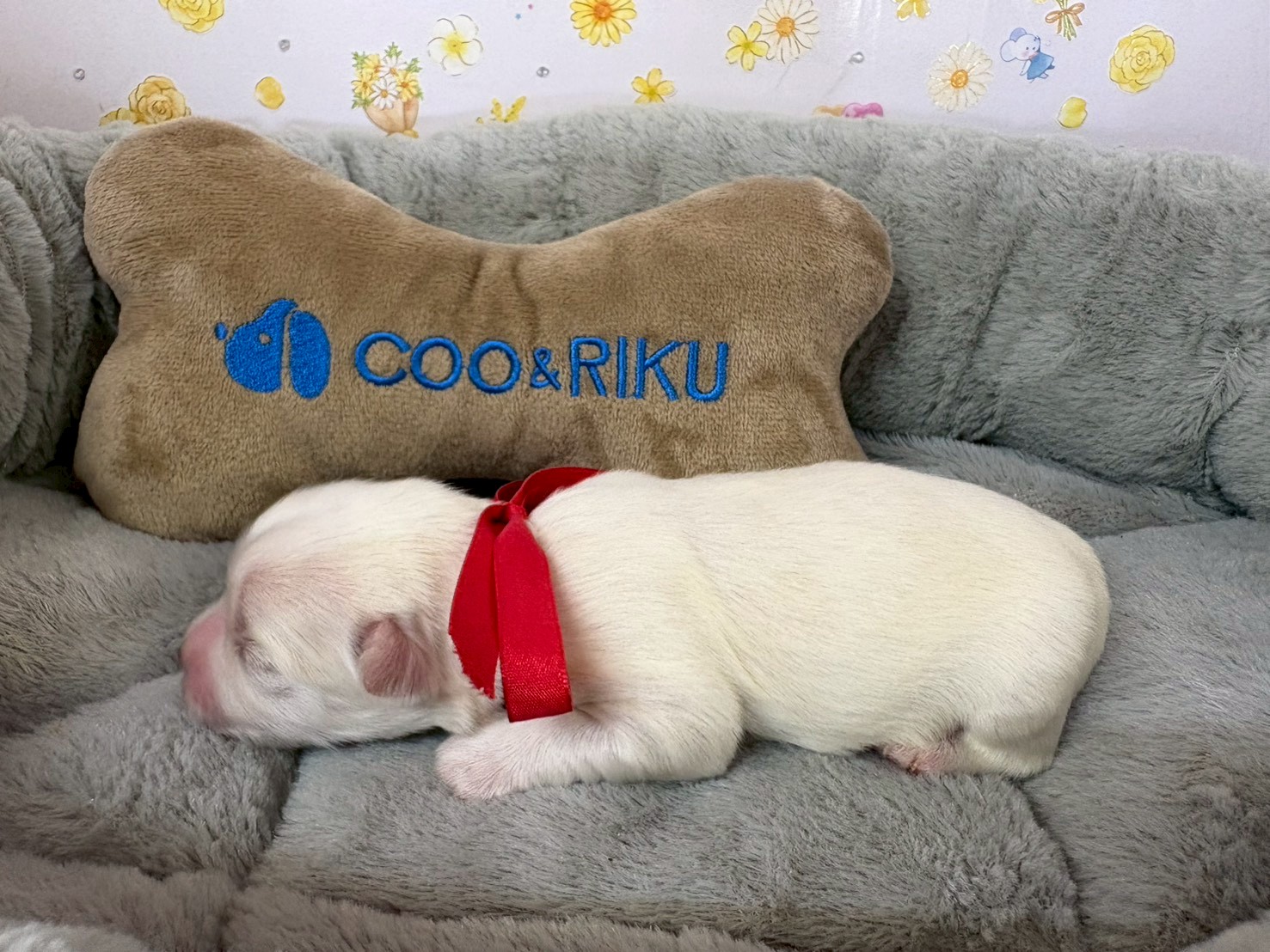 赤ちゃん写真1-2