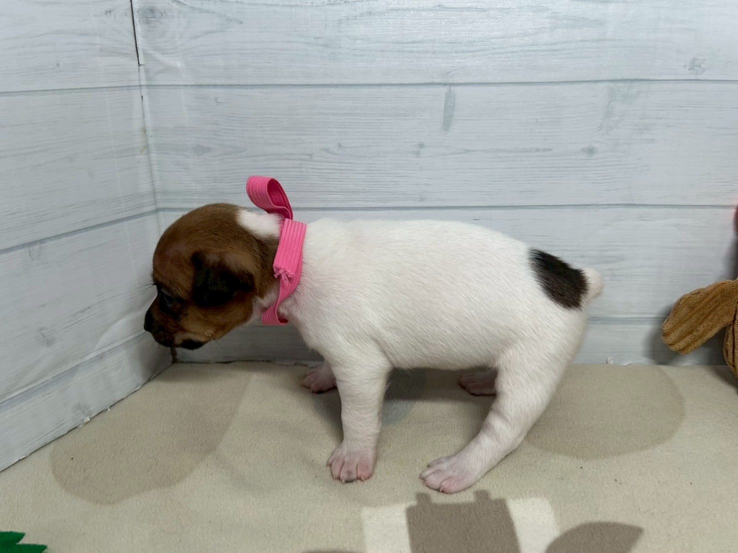 赤ちゃん写真2-2