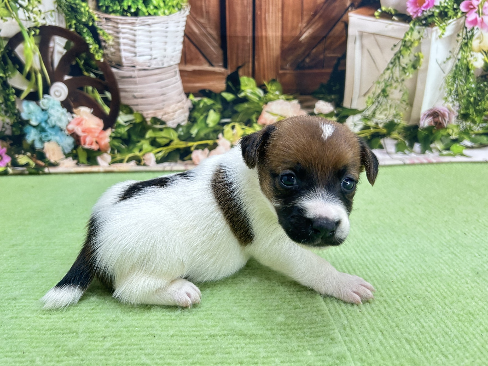 赤ちゃん写真1-2