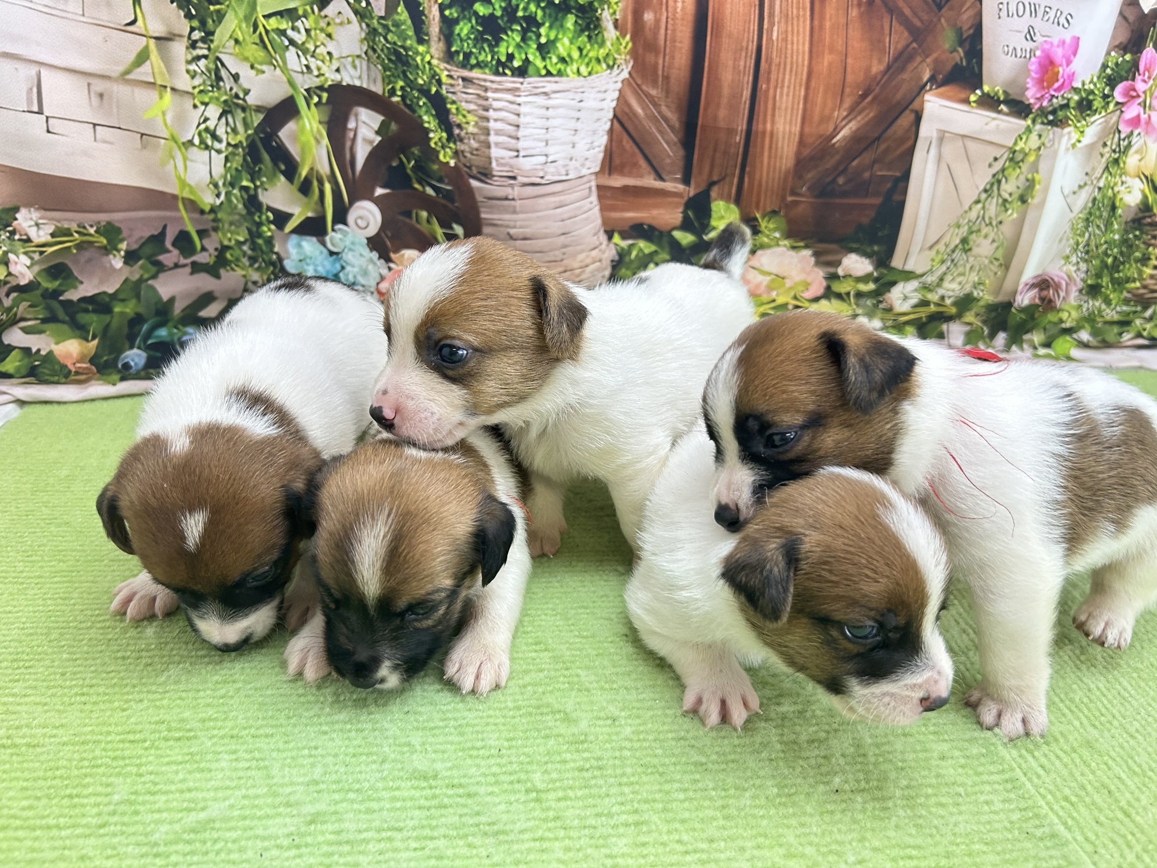 赤ちゃん写真1-3