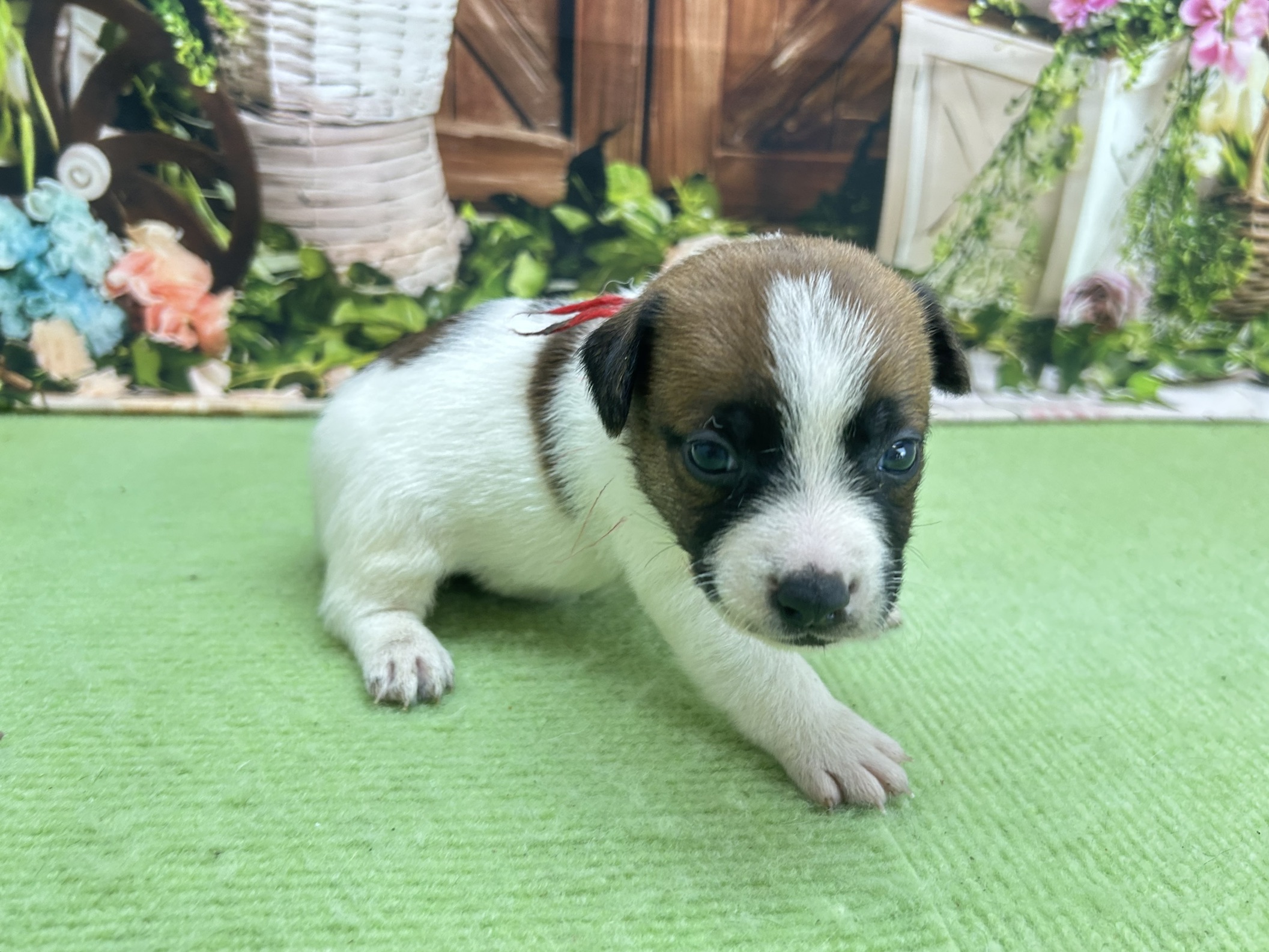 赤ちゃん写真1-2