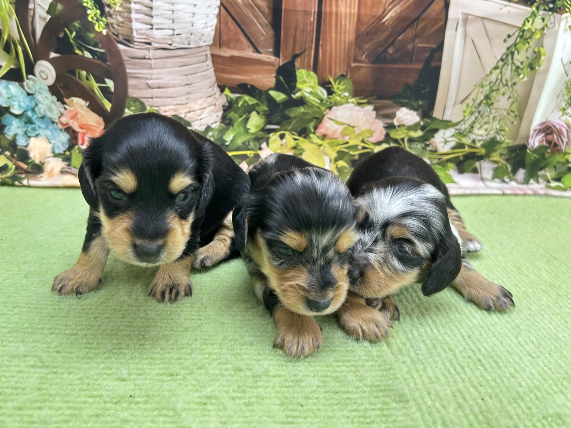 赤ちゃん写真1-3