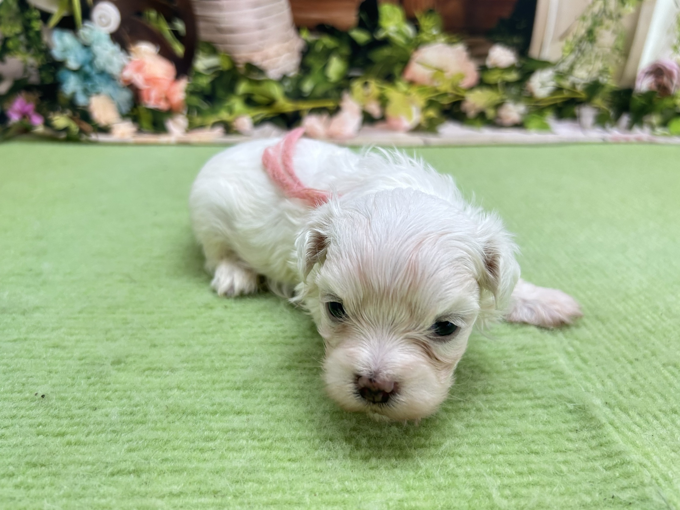 赤ちゃん写真1-2