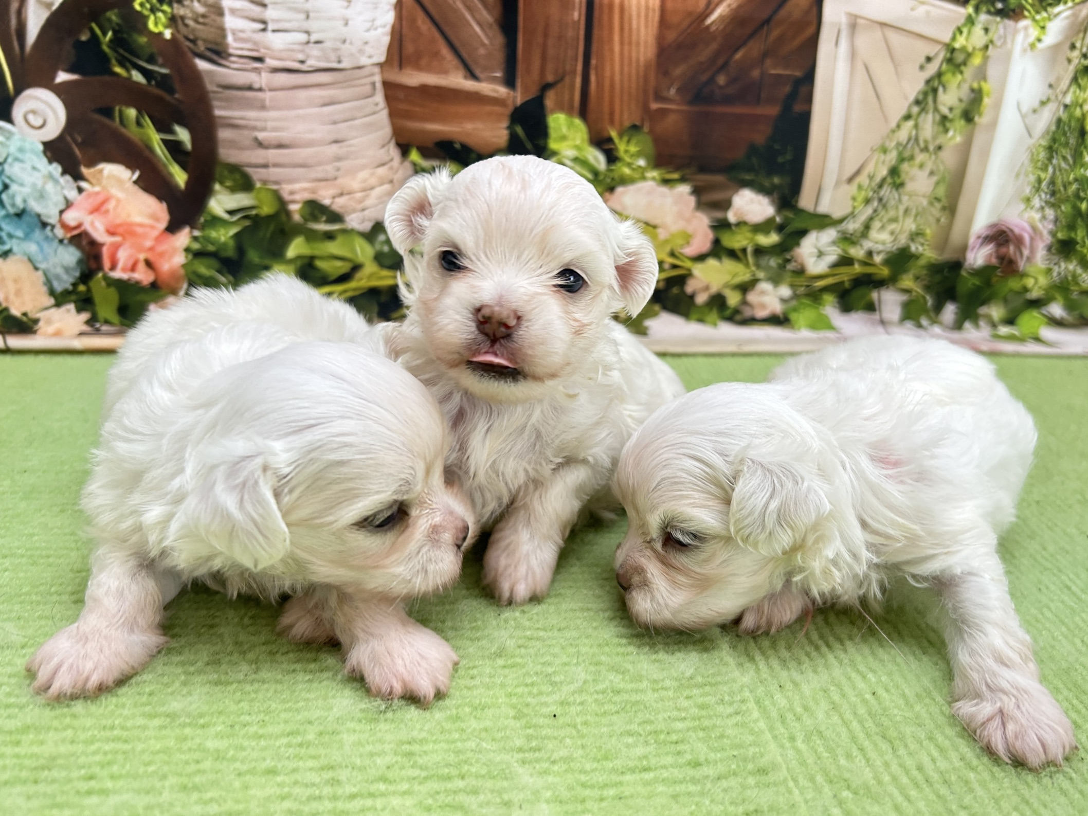 赤ちゃん写真1-3