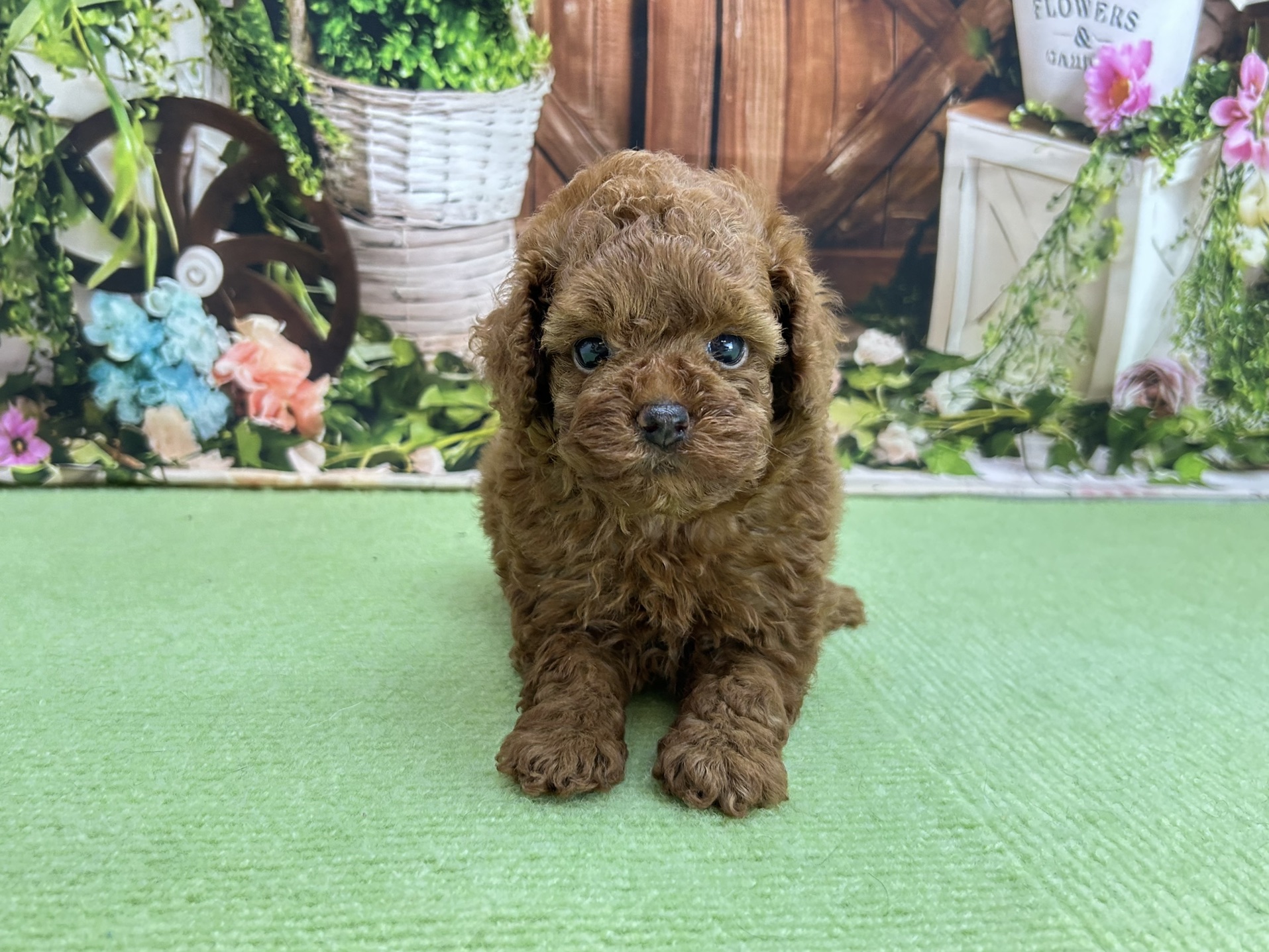 赤ちゃん写真2-1
