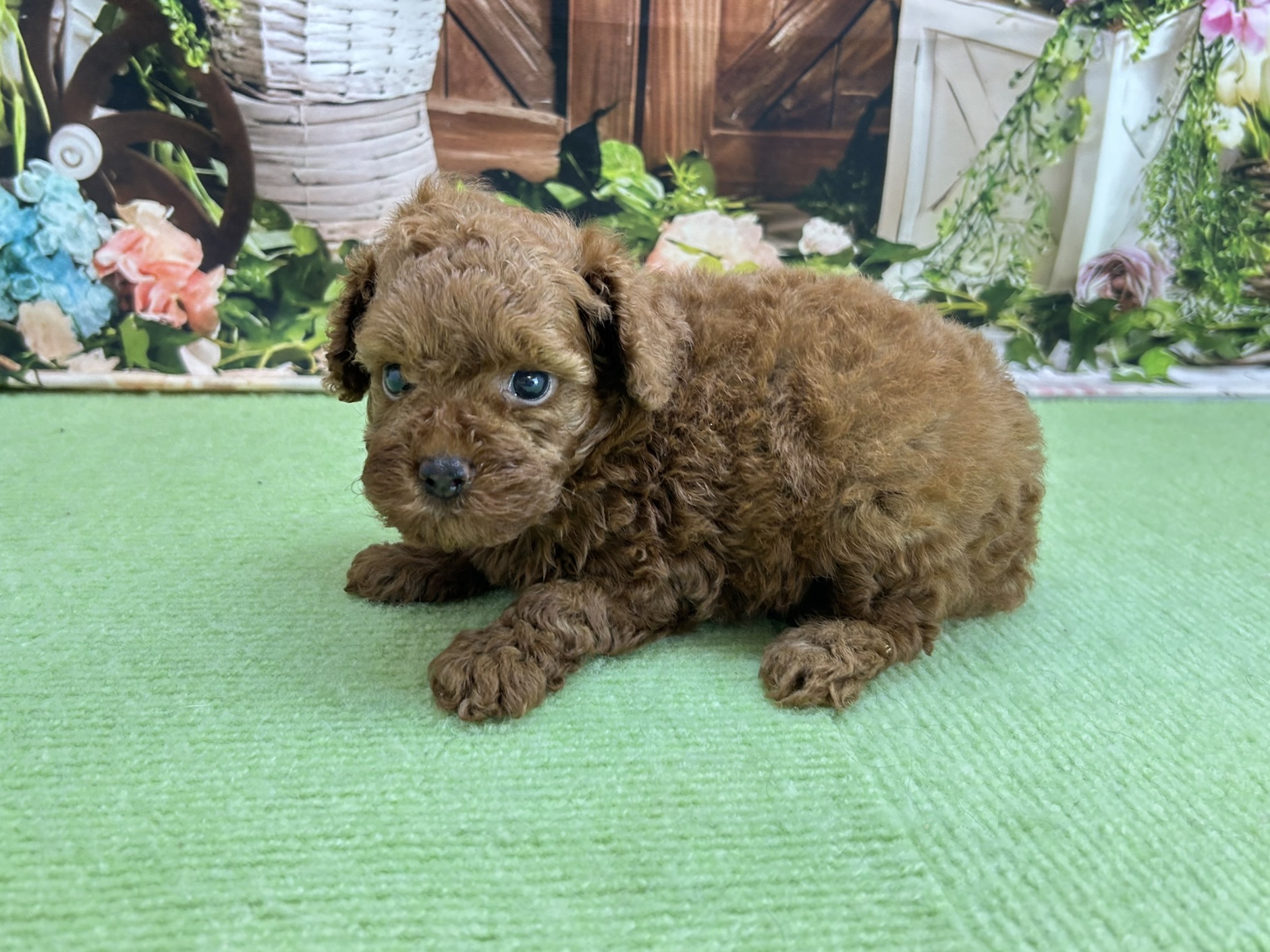 赤ちゃん写真2-2