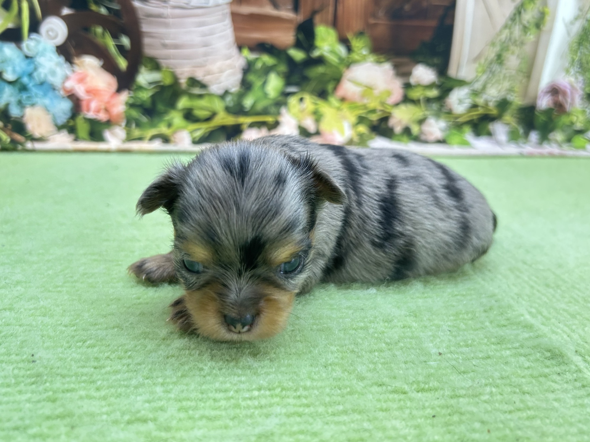 赤ちゃん写真1-2