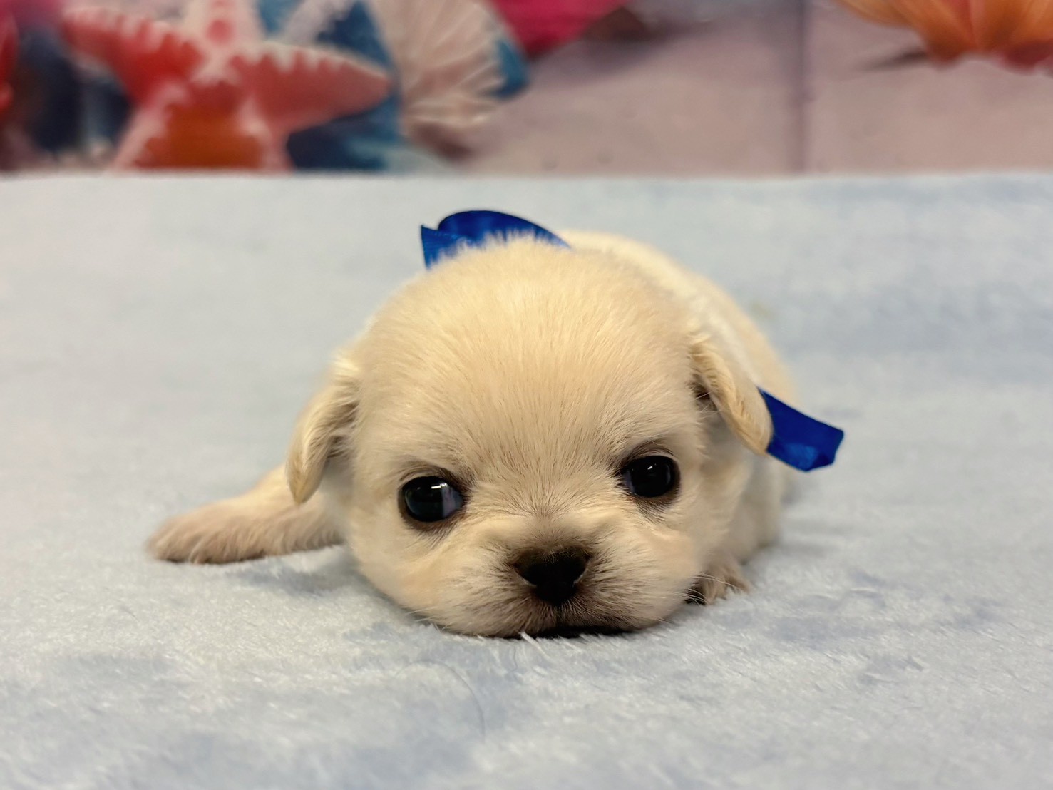 赤ちゃん写真2-1