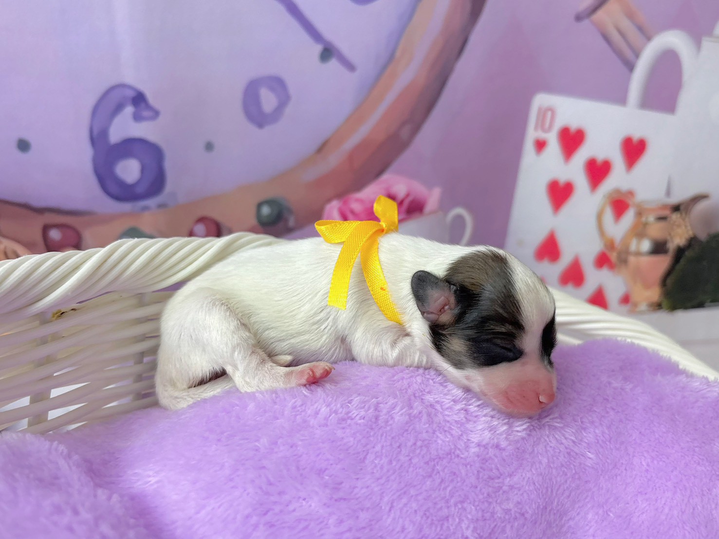 赤ちゃん写真1-2
