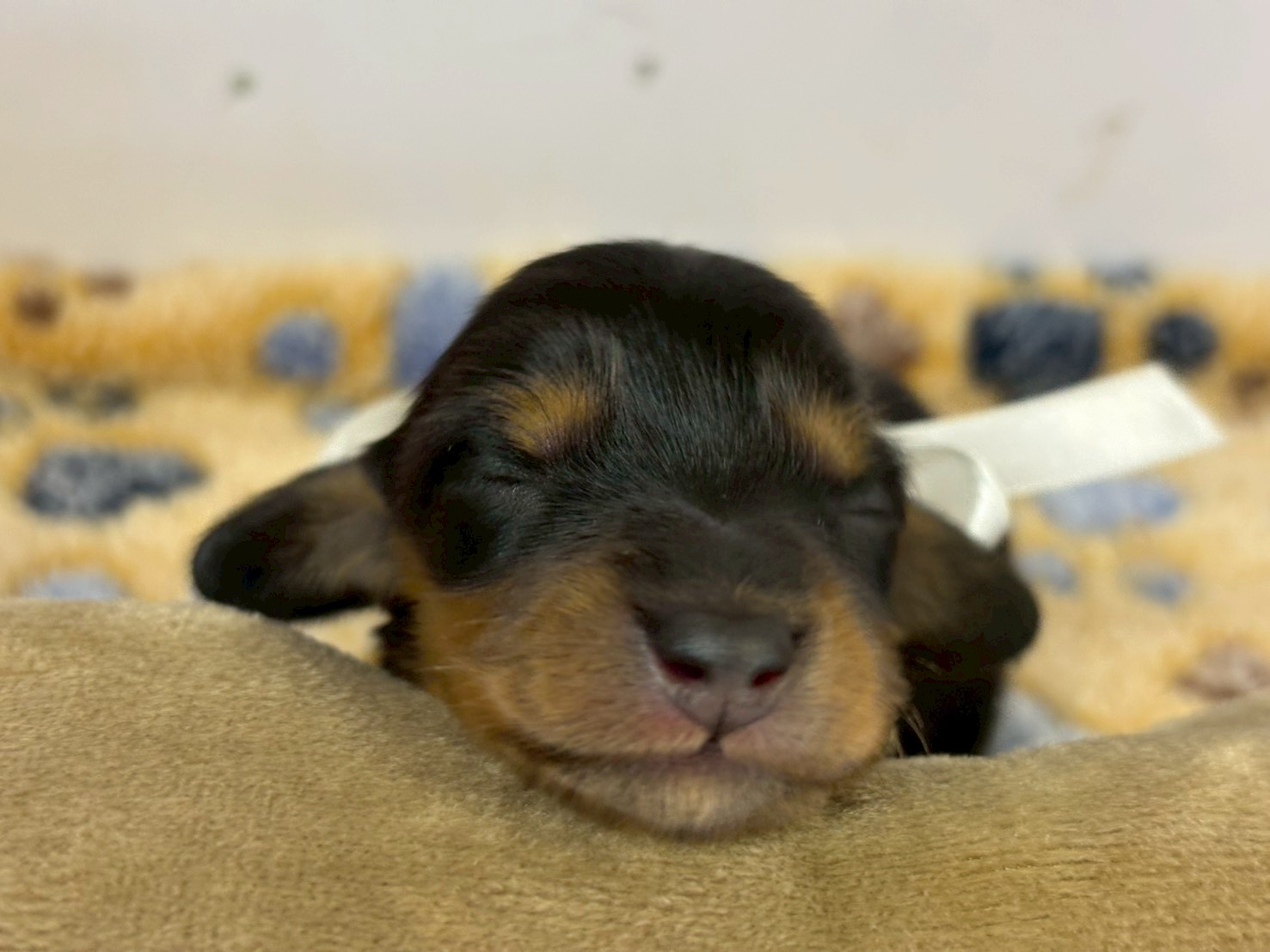 赤ちゃん写真1-1