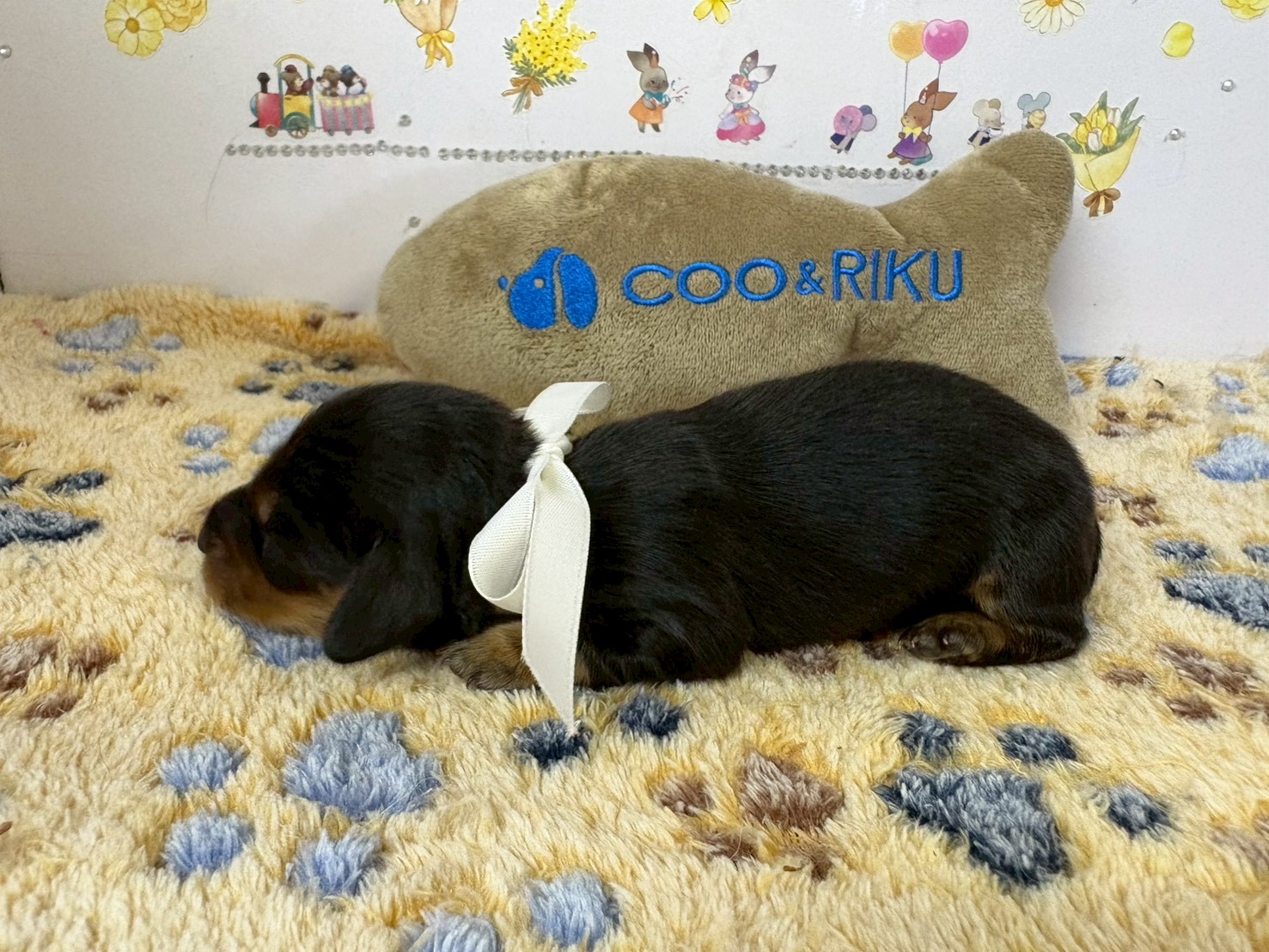 赤ちゃん写真1-2