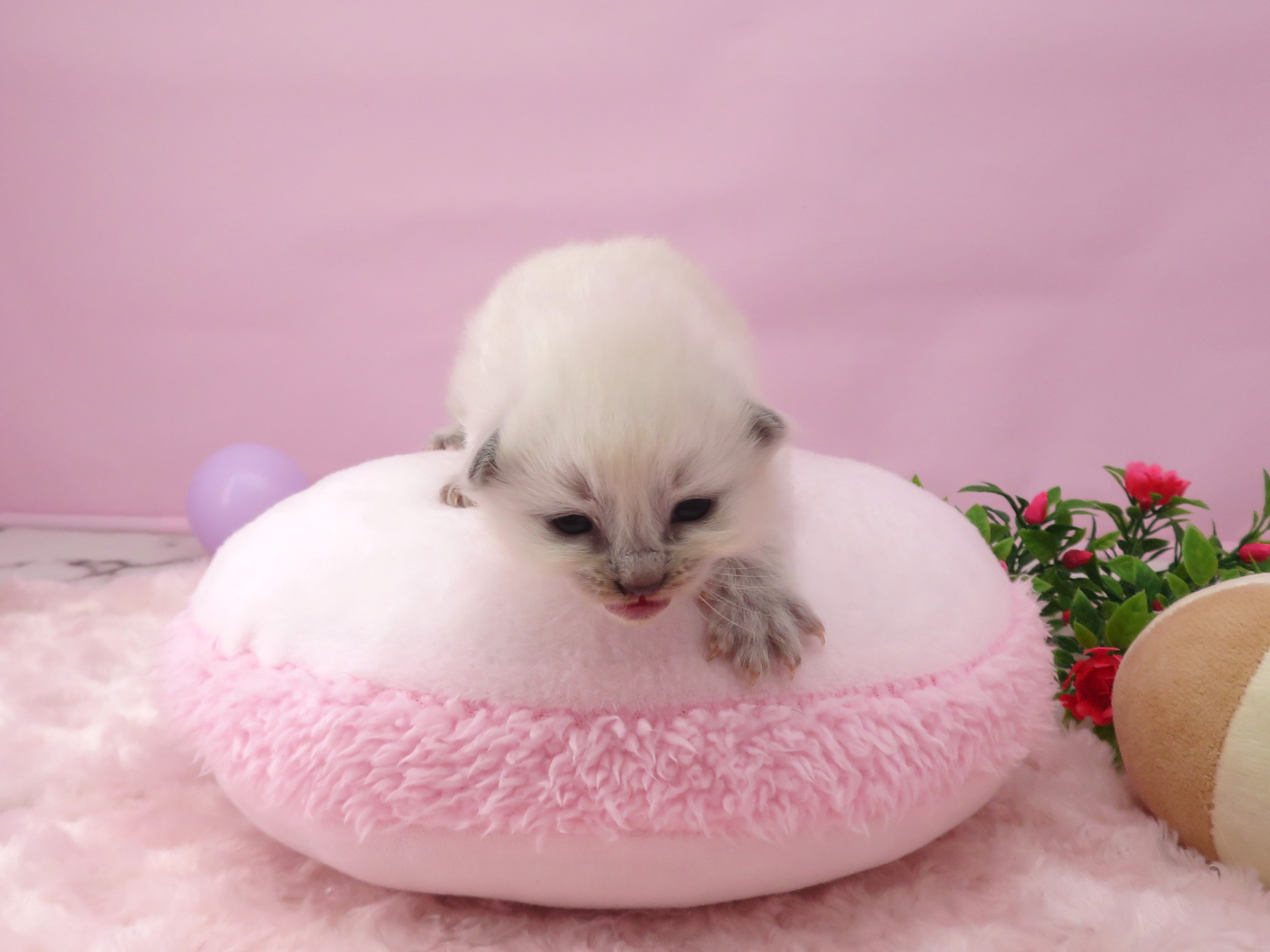 赤ちゃん写真1-1