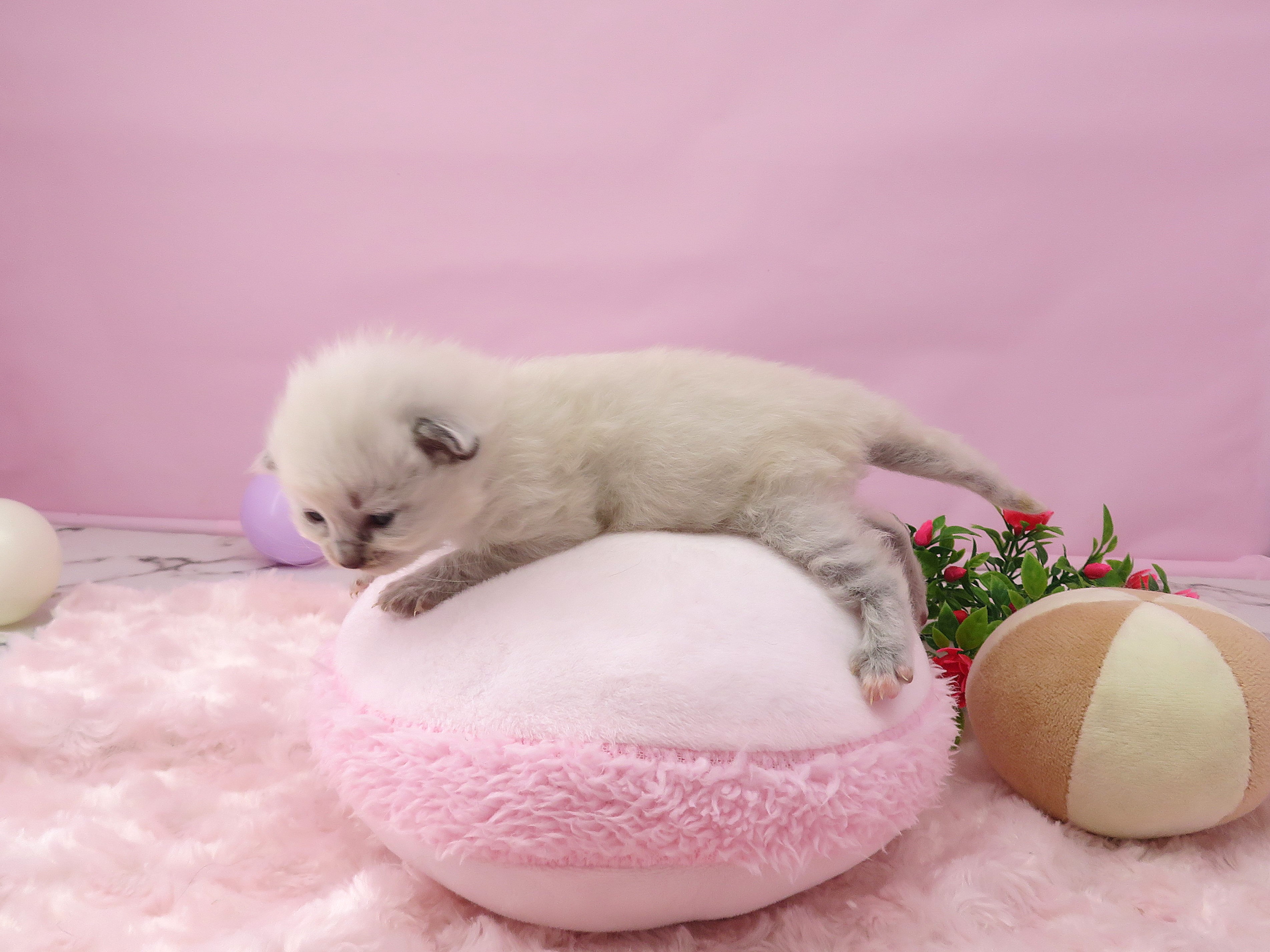 赤ちゃん写真1-2