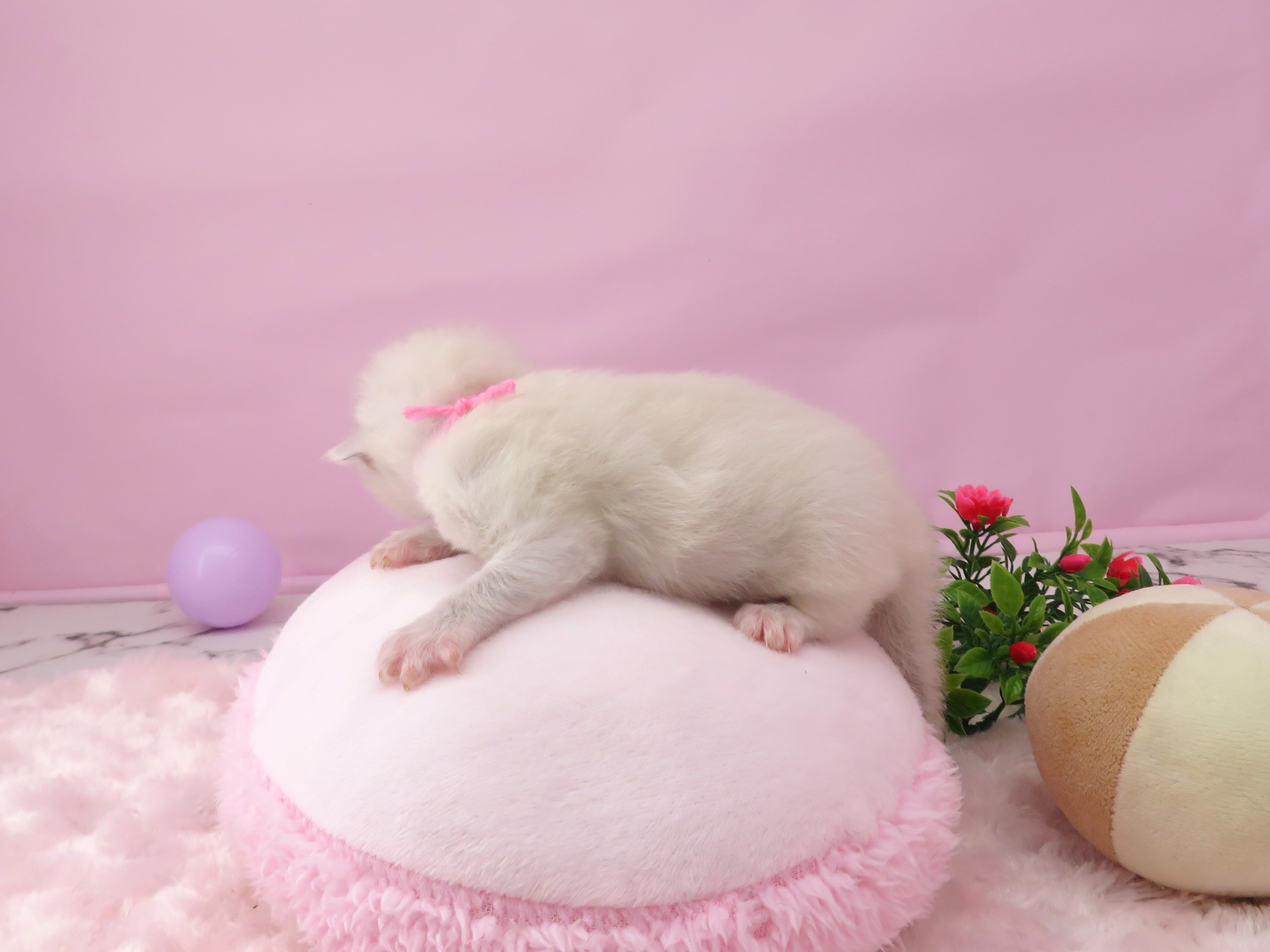 赤ちゃん写真1-2