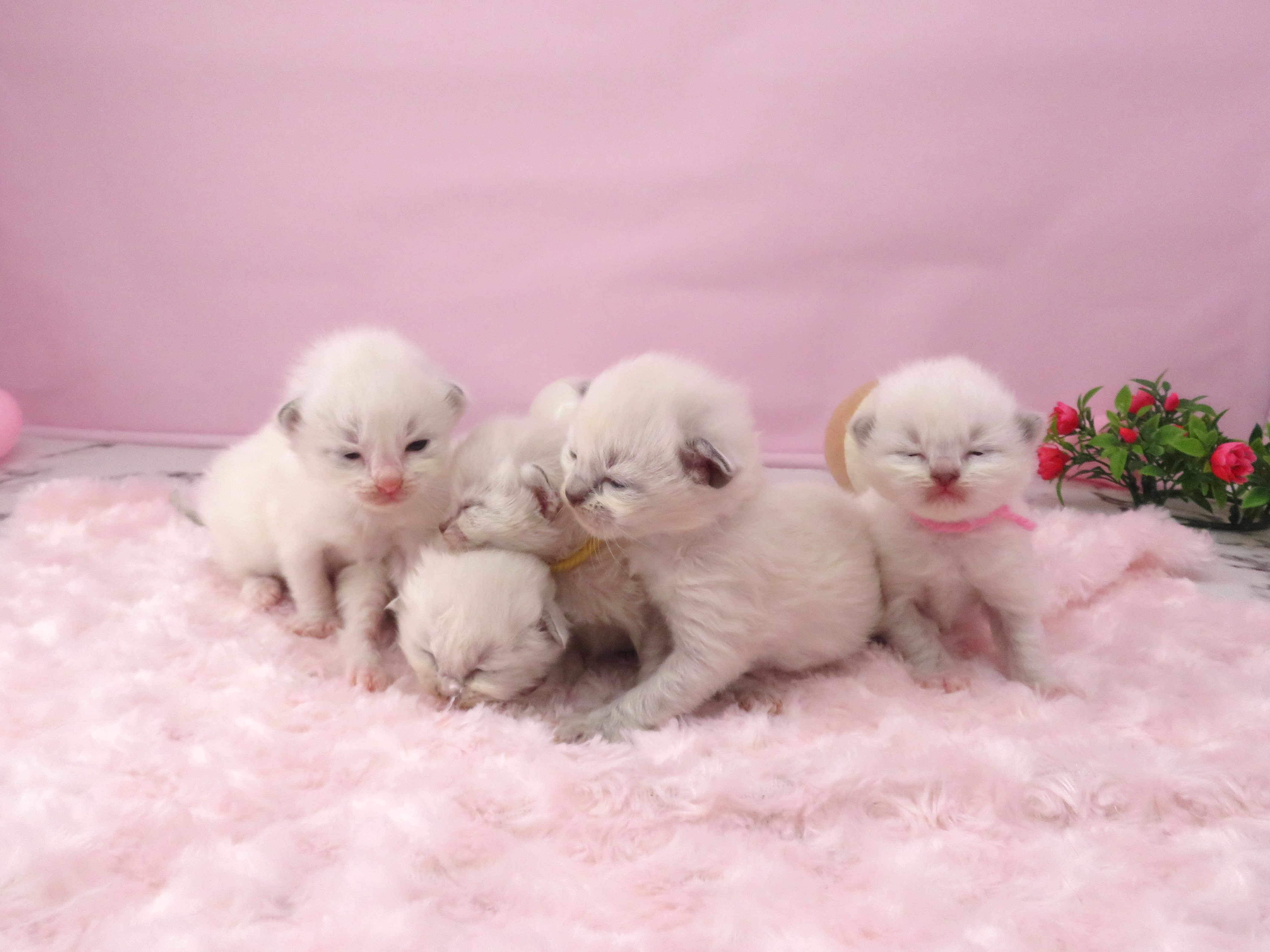 赤ちゃん写真1-3