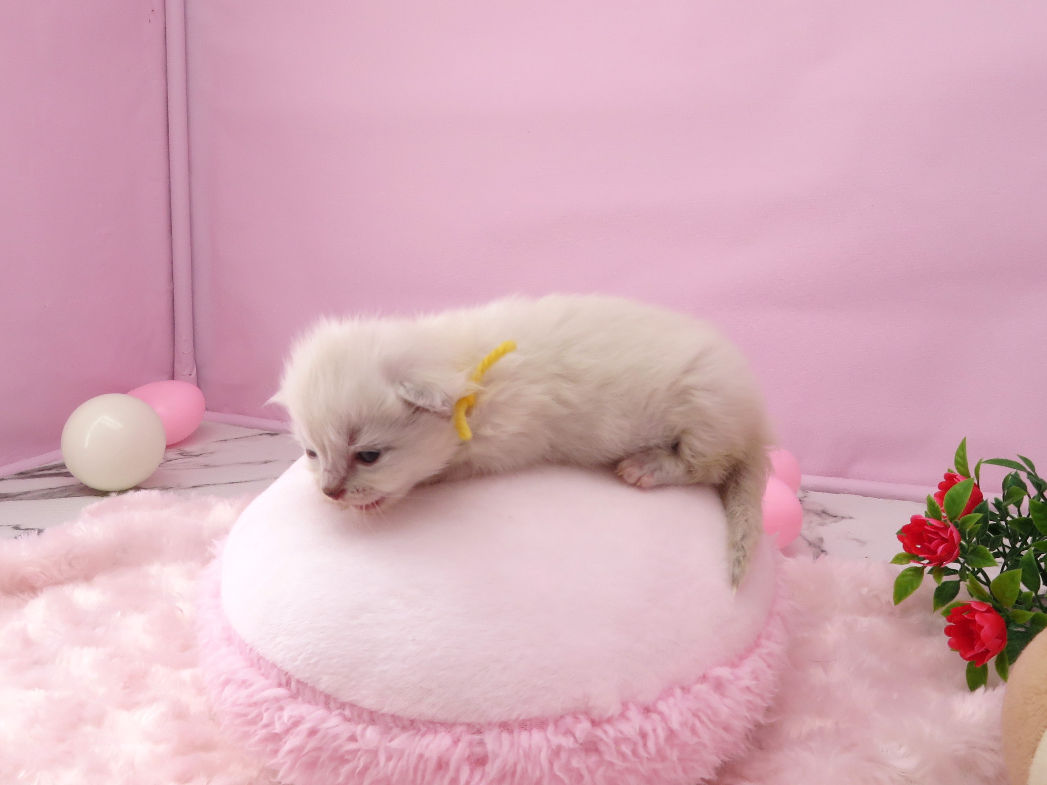 赤ちゃん写真1-2