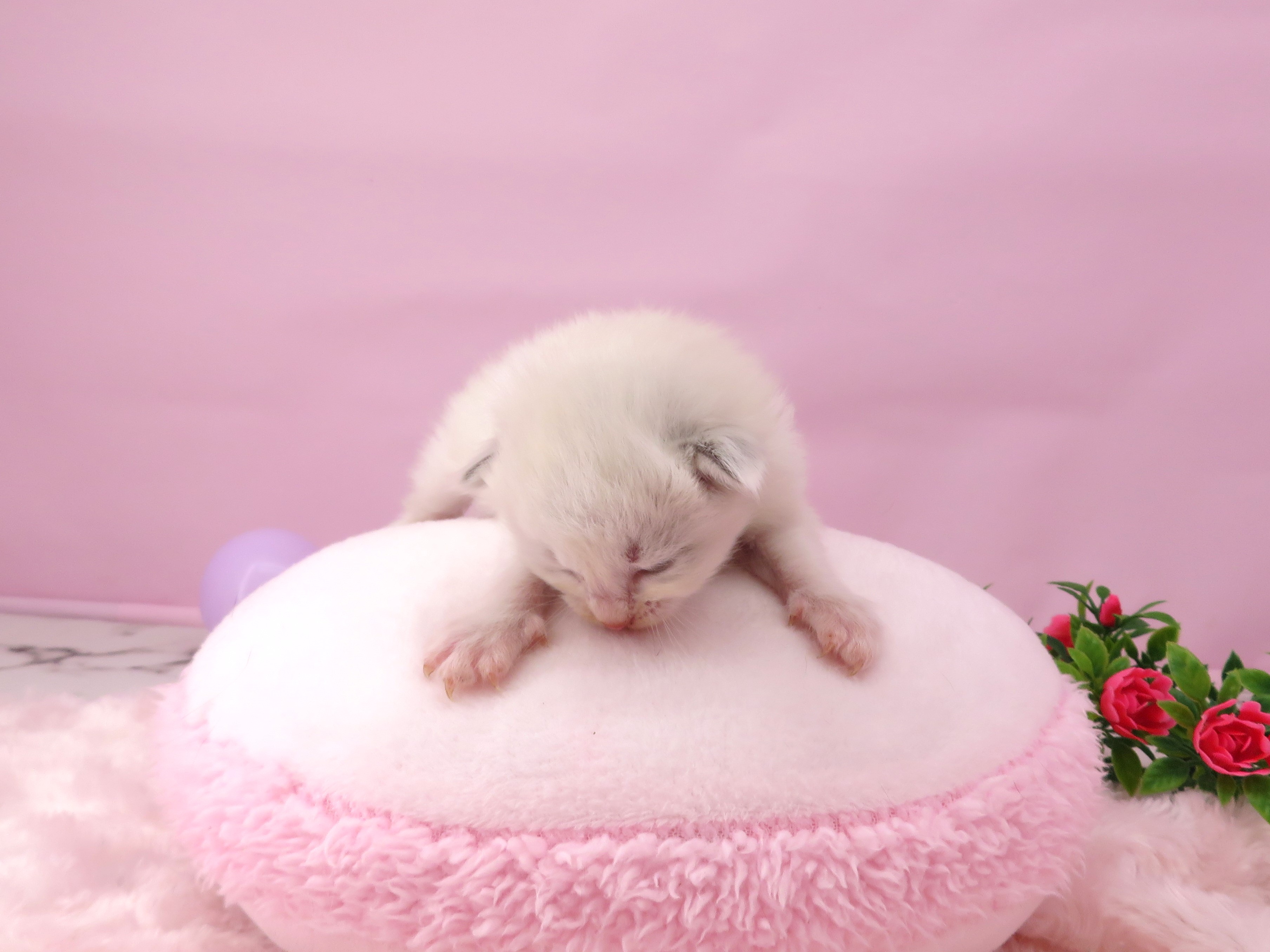 赤ちゃん写真1-1