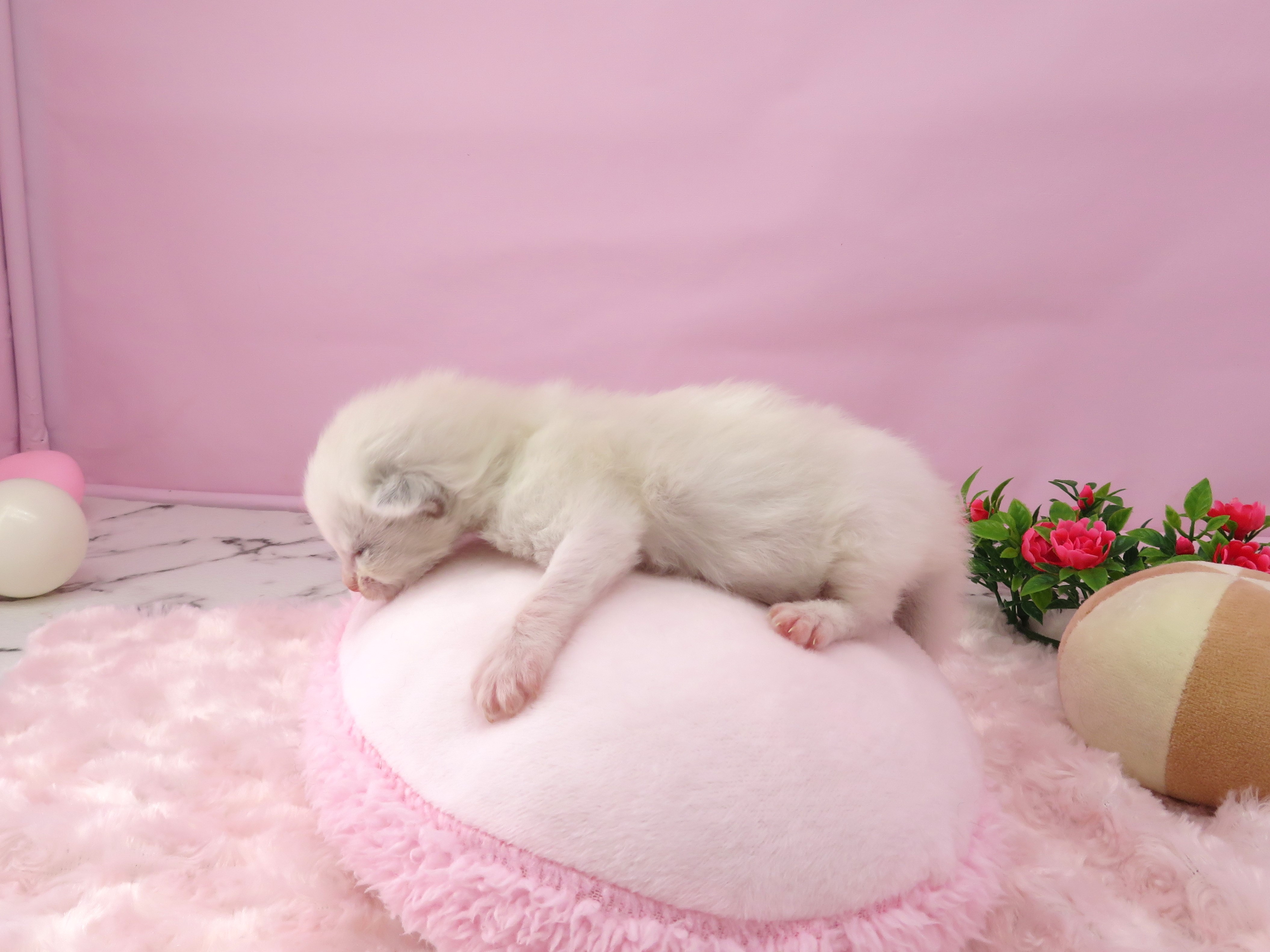 赤ちゃん写真1-2