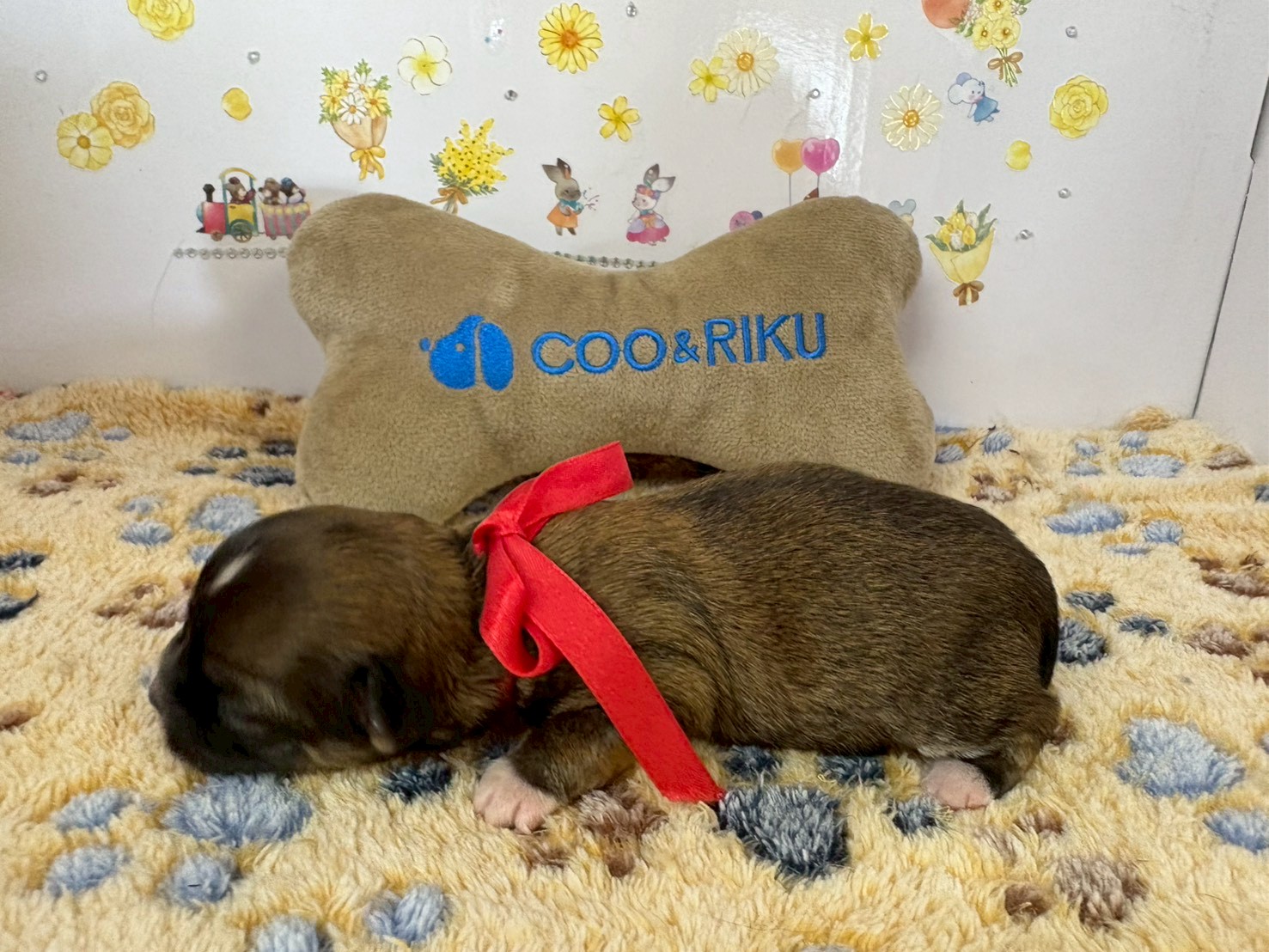 赤ちゃん写真1-2