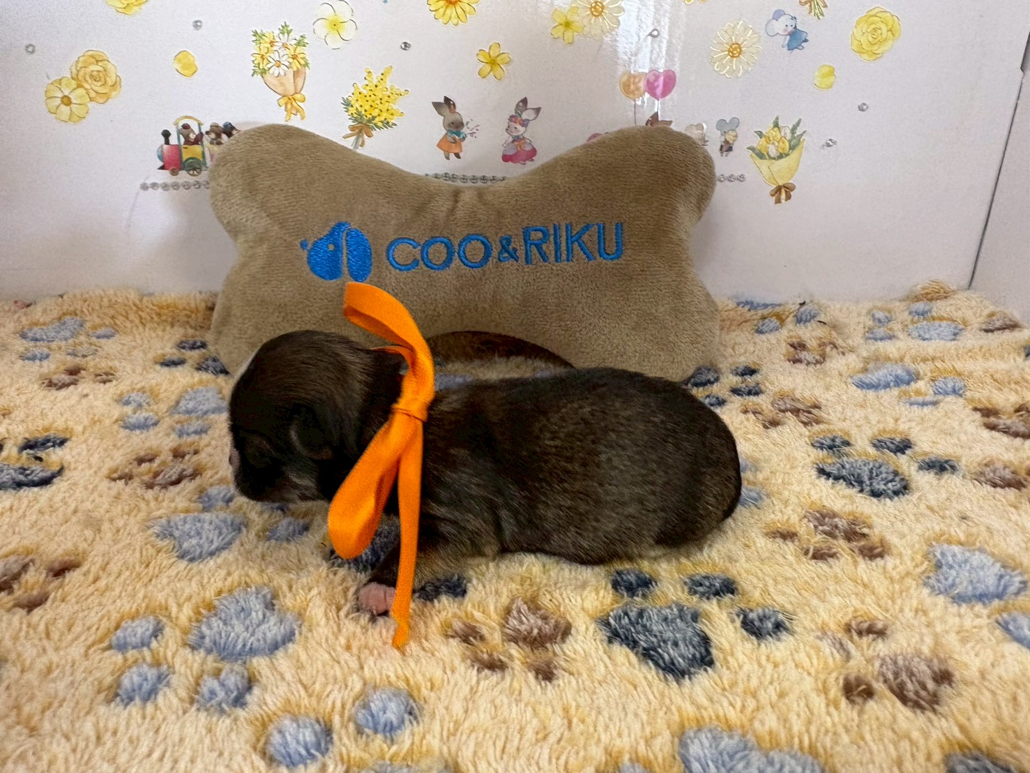 赤ちゃん写真1-2