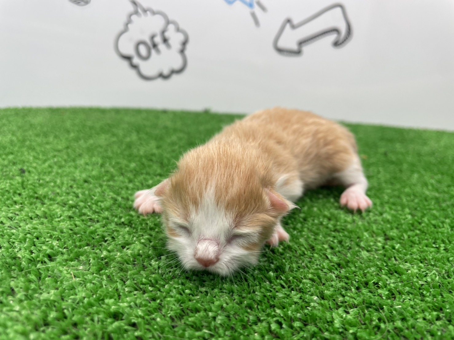 赤ちゃん写真1-1