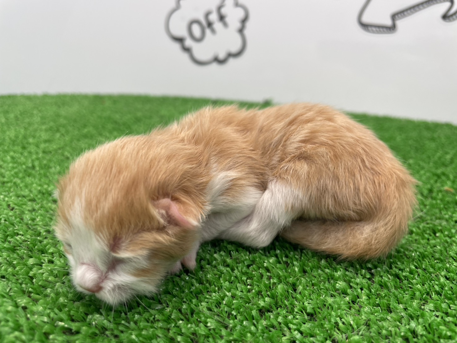 赤ちゃん写真1-2