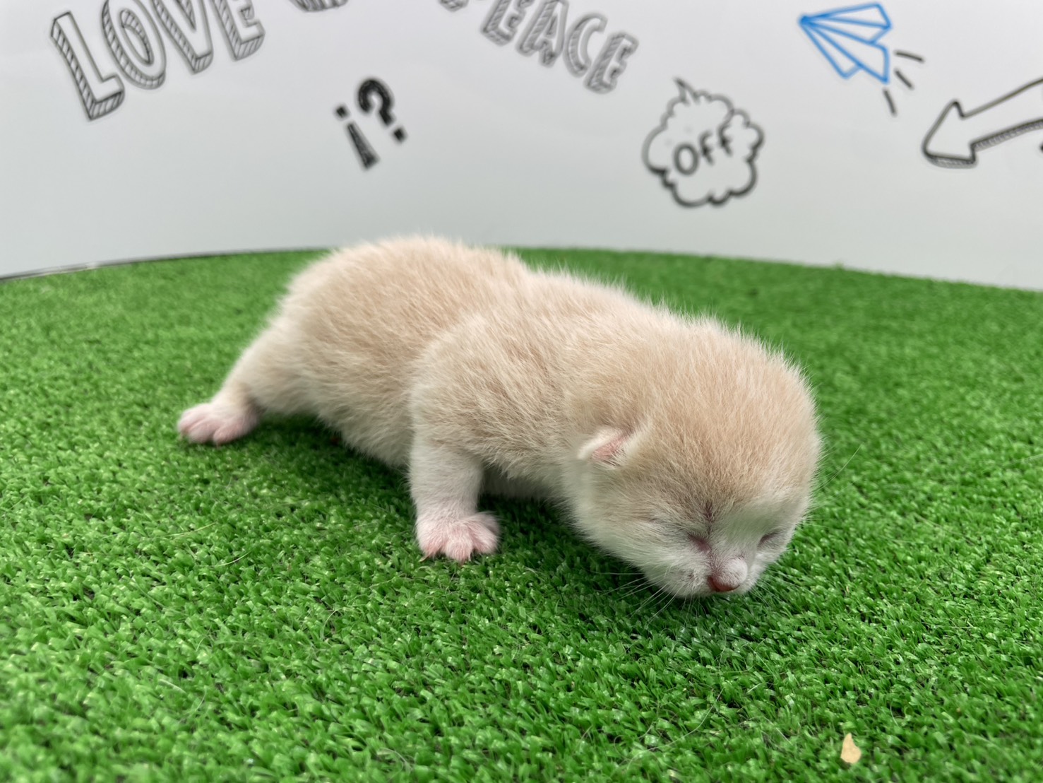 赤ちゃん写真1-2