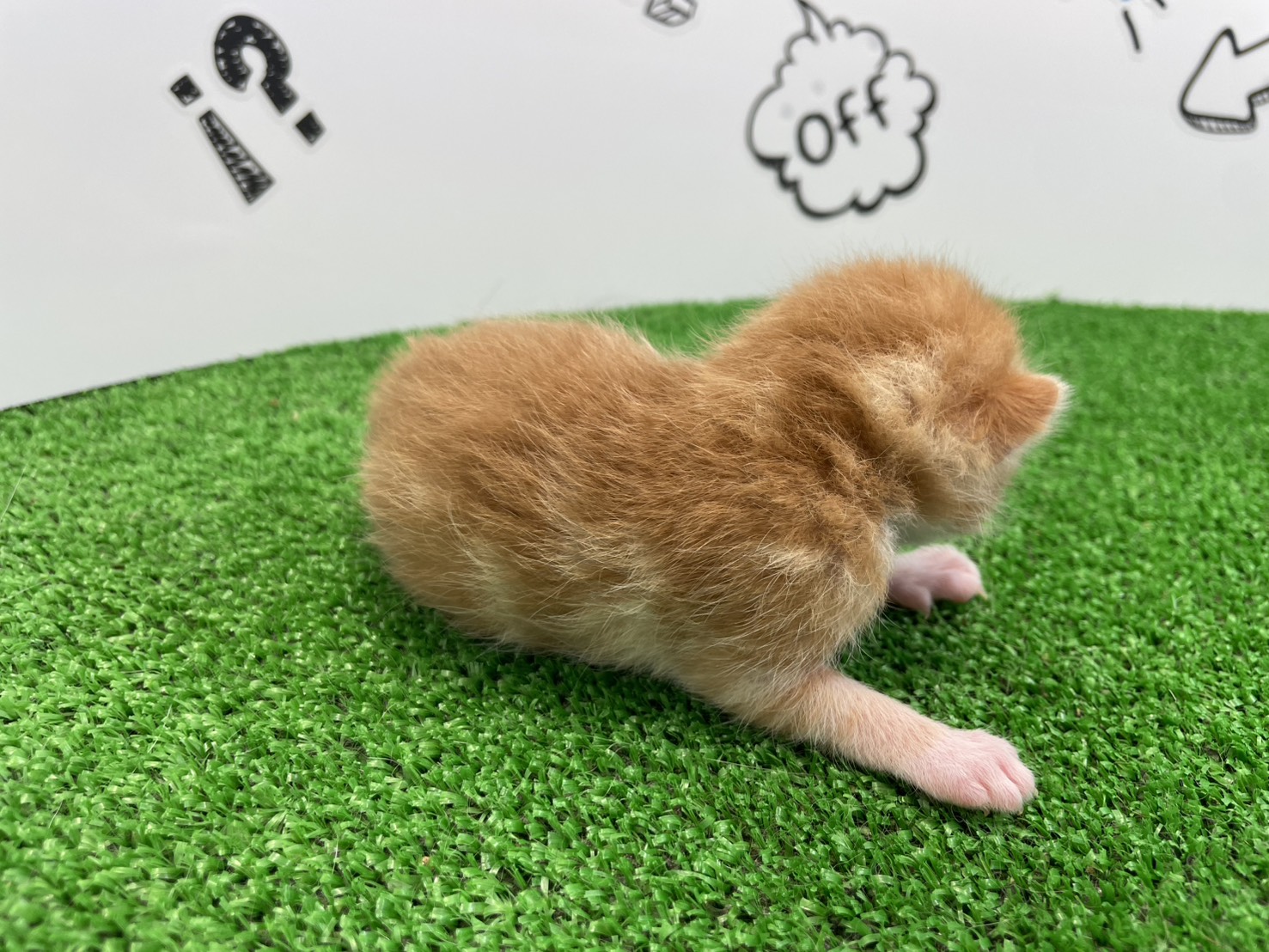赤ちゃん写真1-2