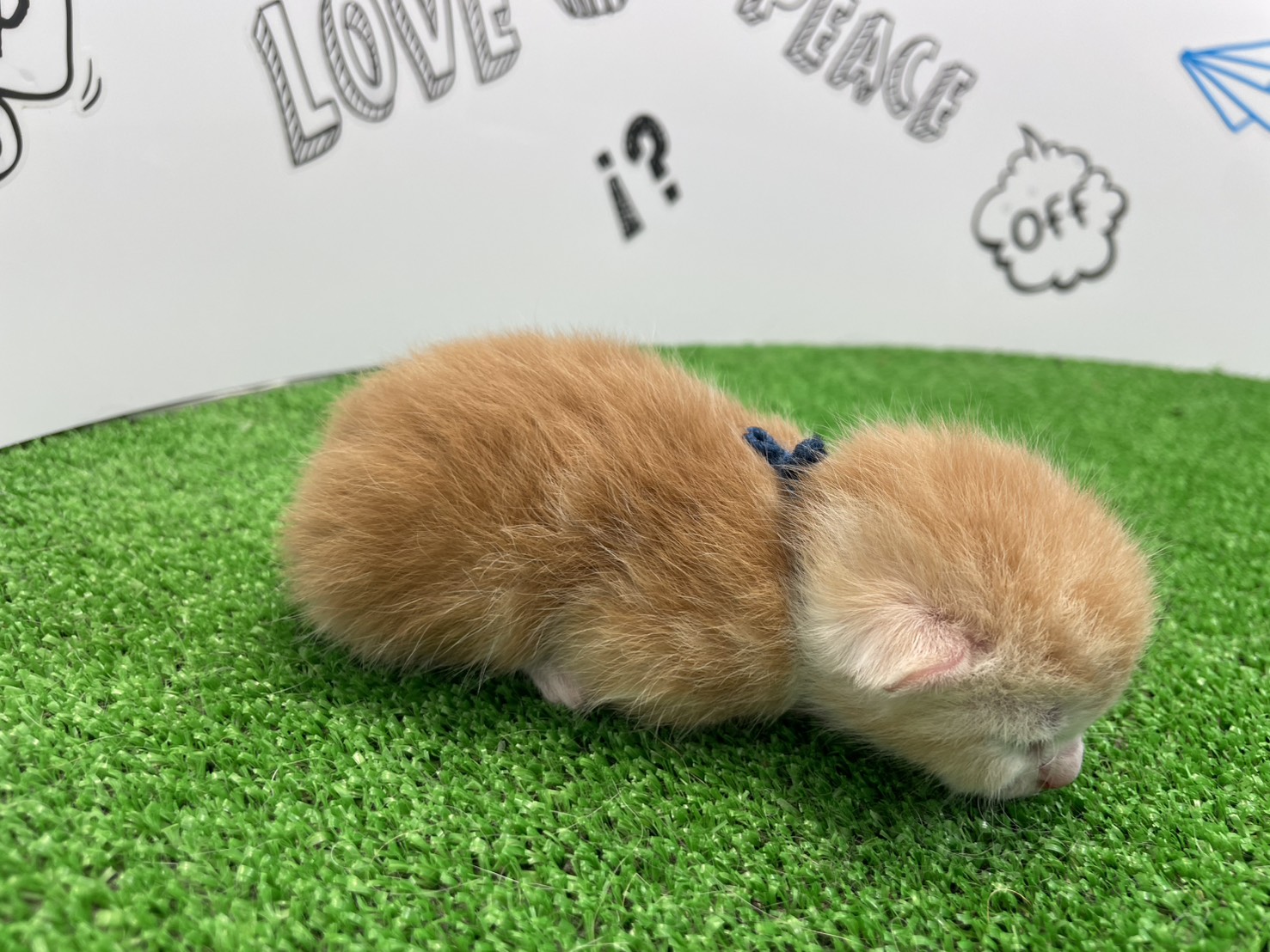 赤ちゃん写真1-2