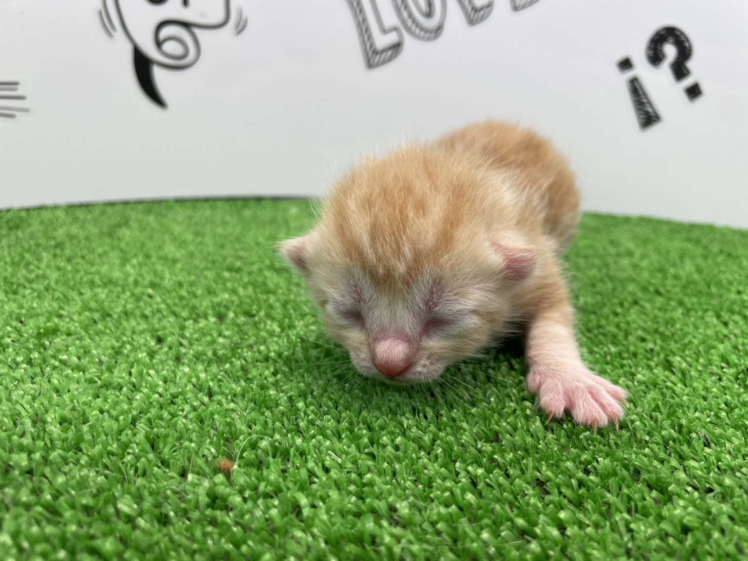 赤ちゃん写真1-1