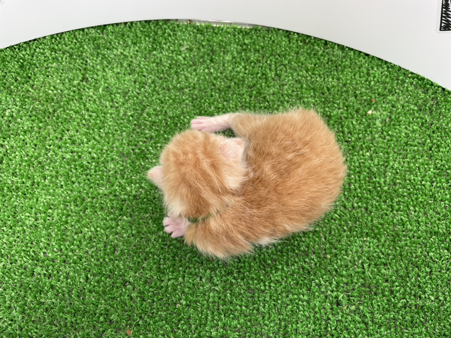 赤ちゃん写真1-3