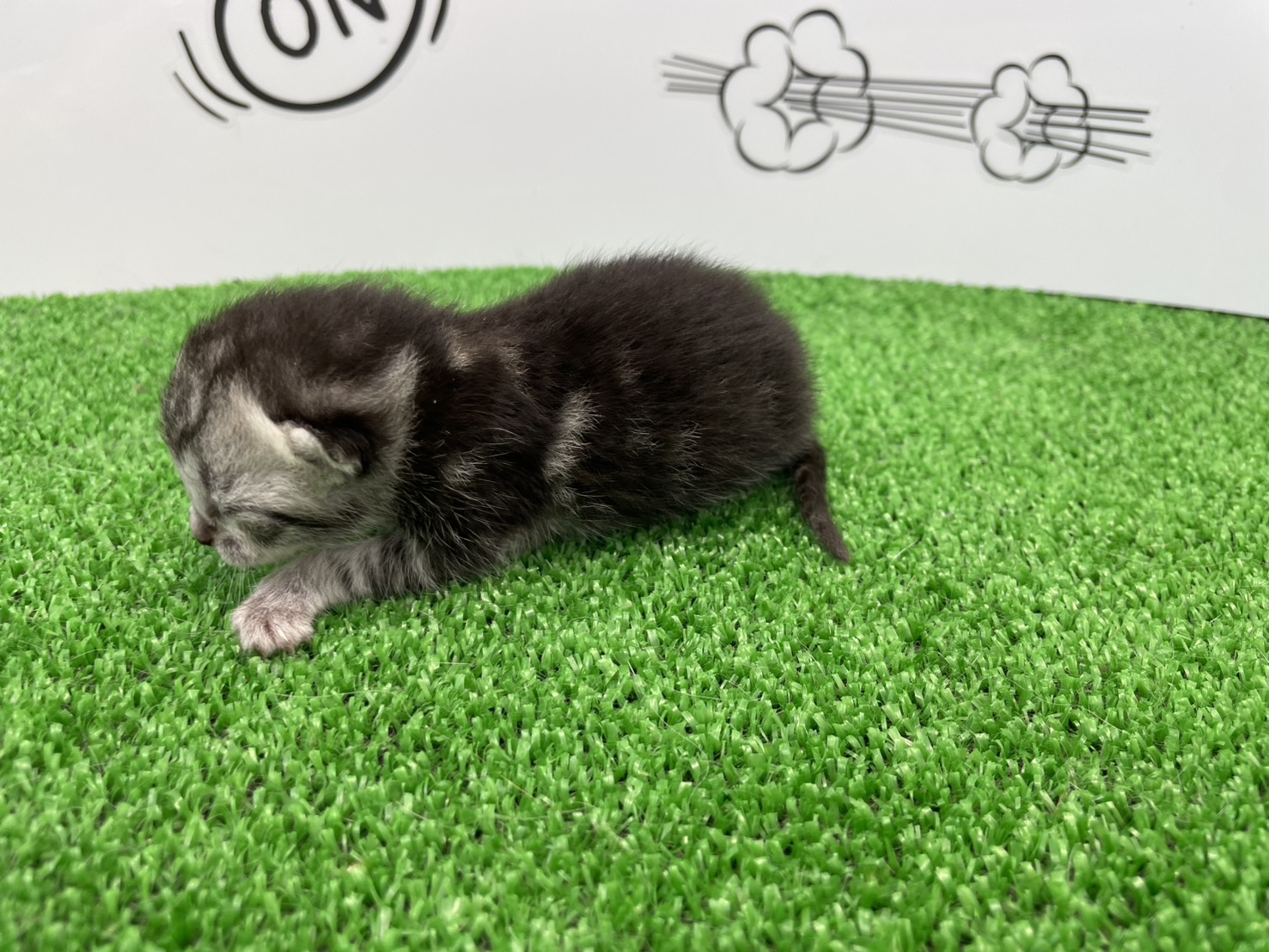 赤ちゃん写真1-2