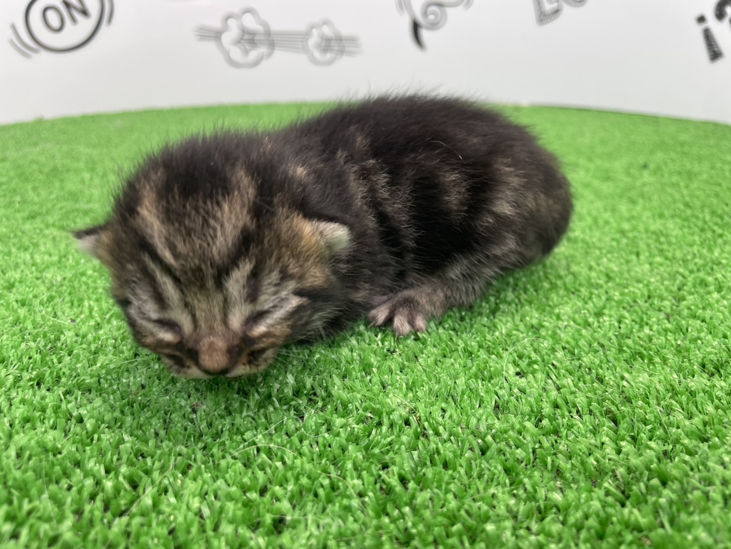 赤ちゃん写真1-2