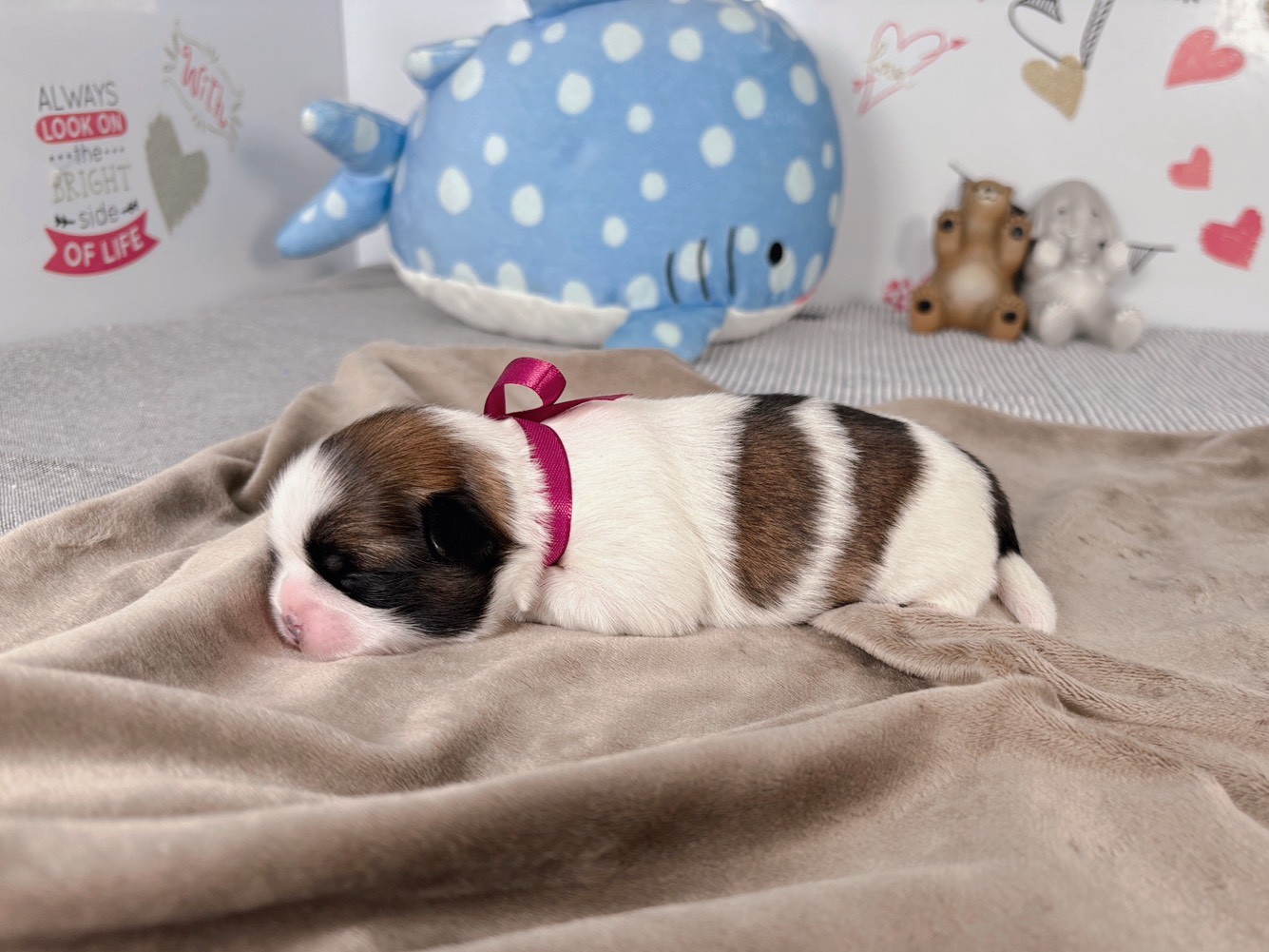 赤ちゃん写真1-2