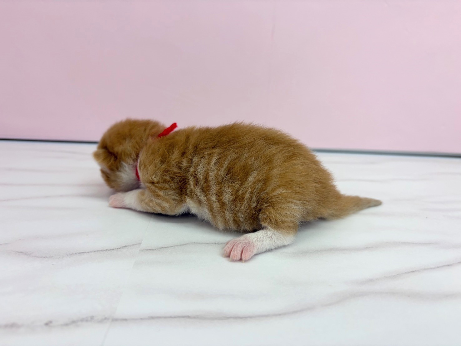 赤ちゃん写真1-2