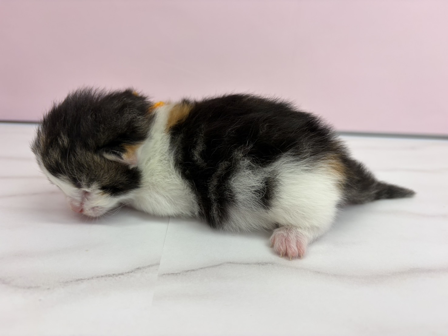 赤ちゃん写真1-2