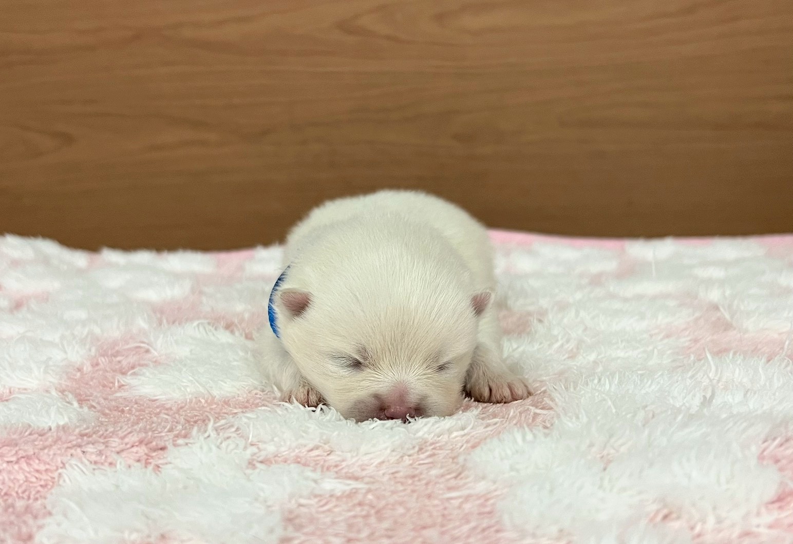 ポメラニアン