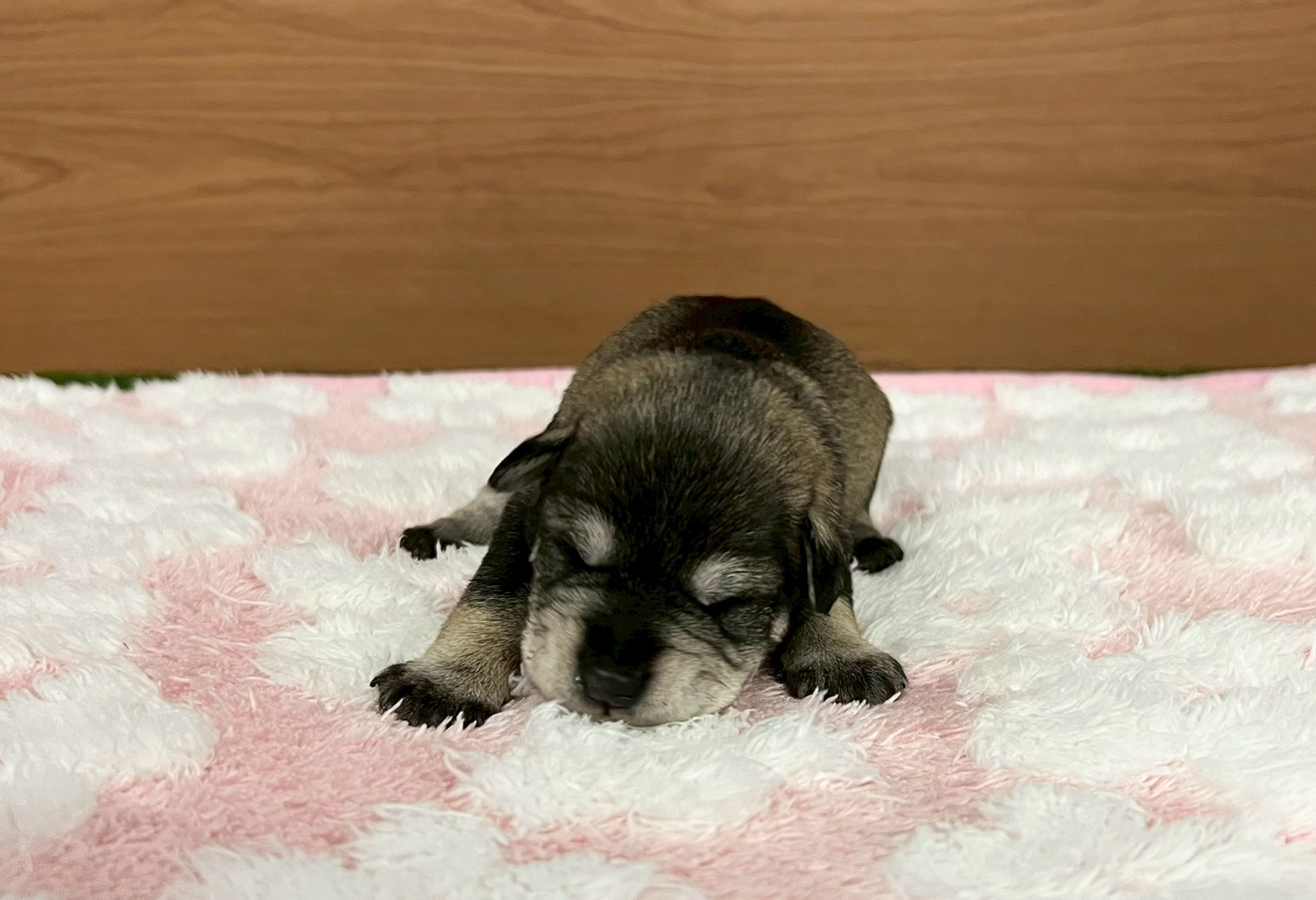 赤ちゃん写真1-1