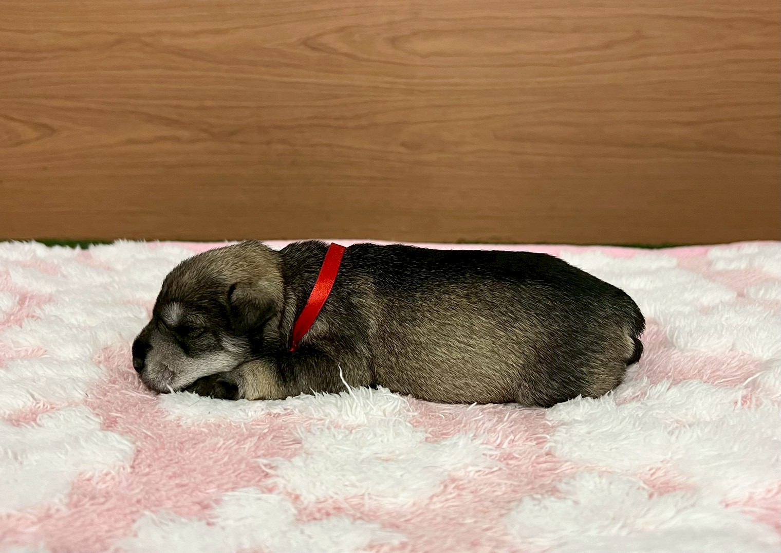 赤ちゃん写真1-2