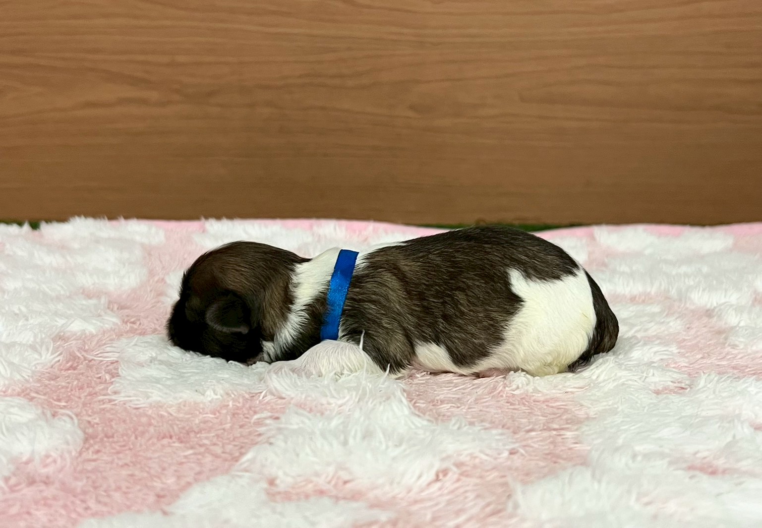 赤ちゃん写真1-2