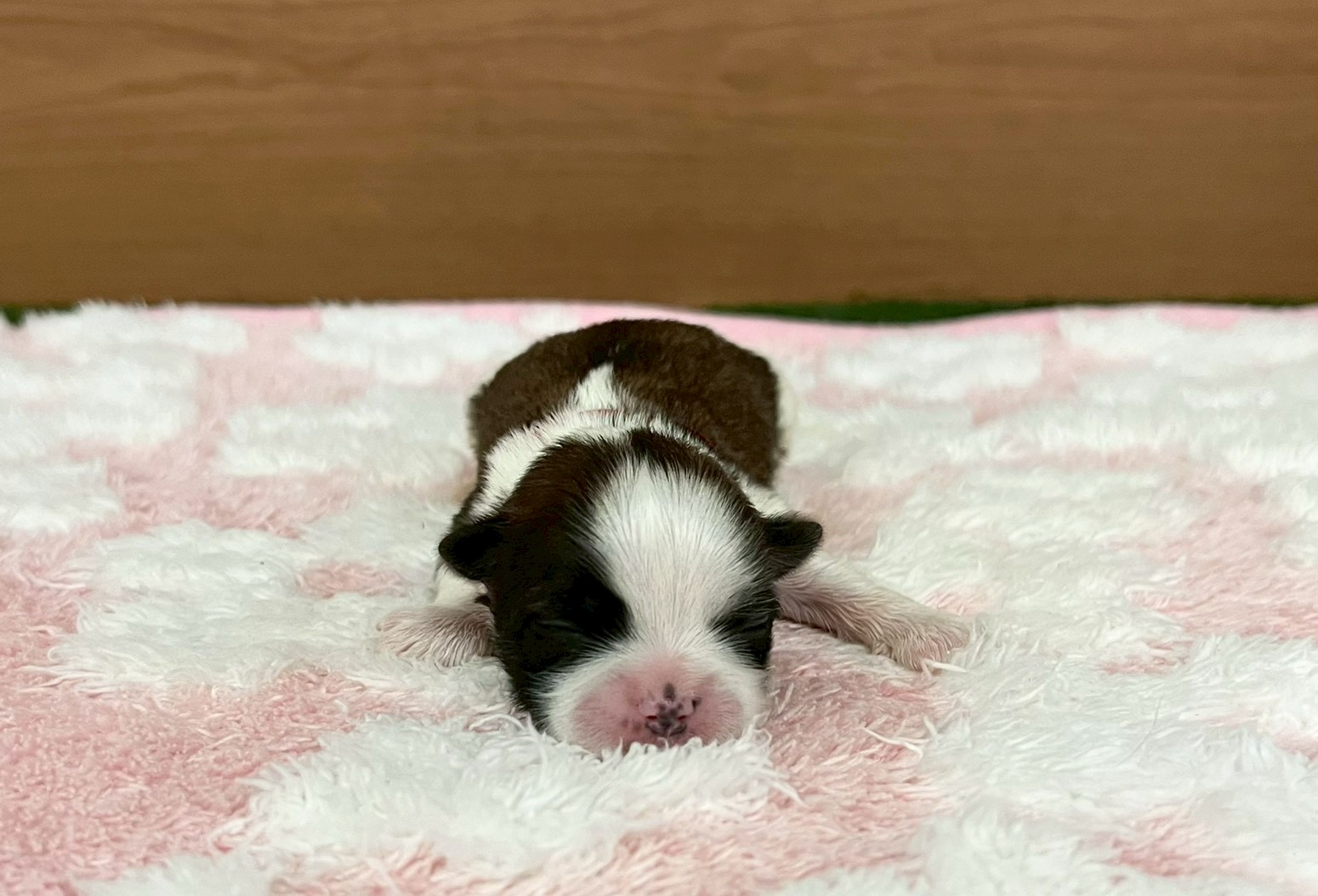 赤ちゃん写真1-1