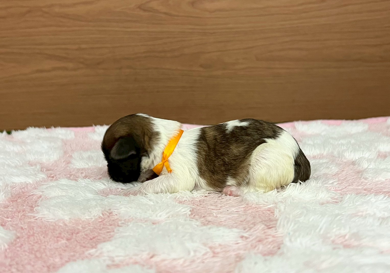 赤ちゃん写真1-2