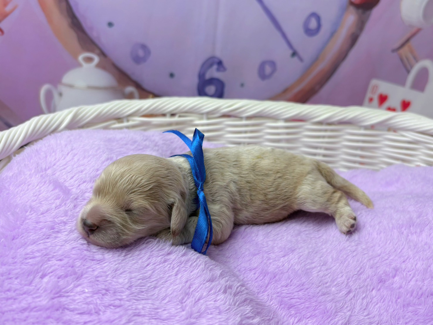 赤ちゃん写真1-2
