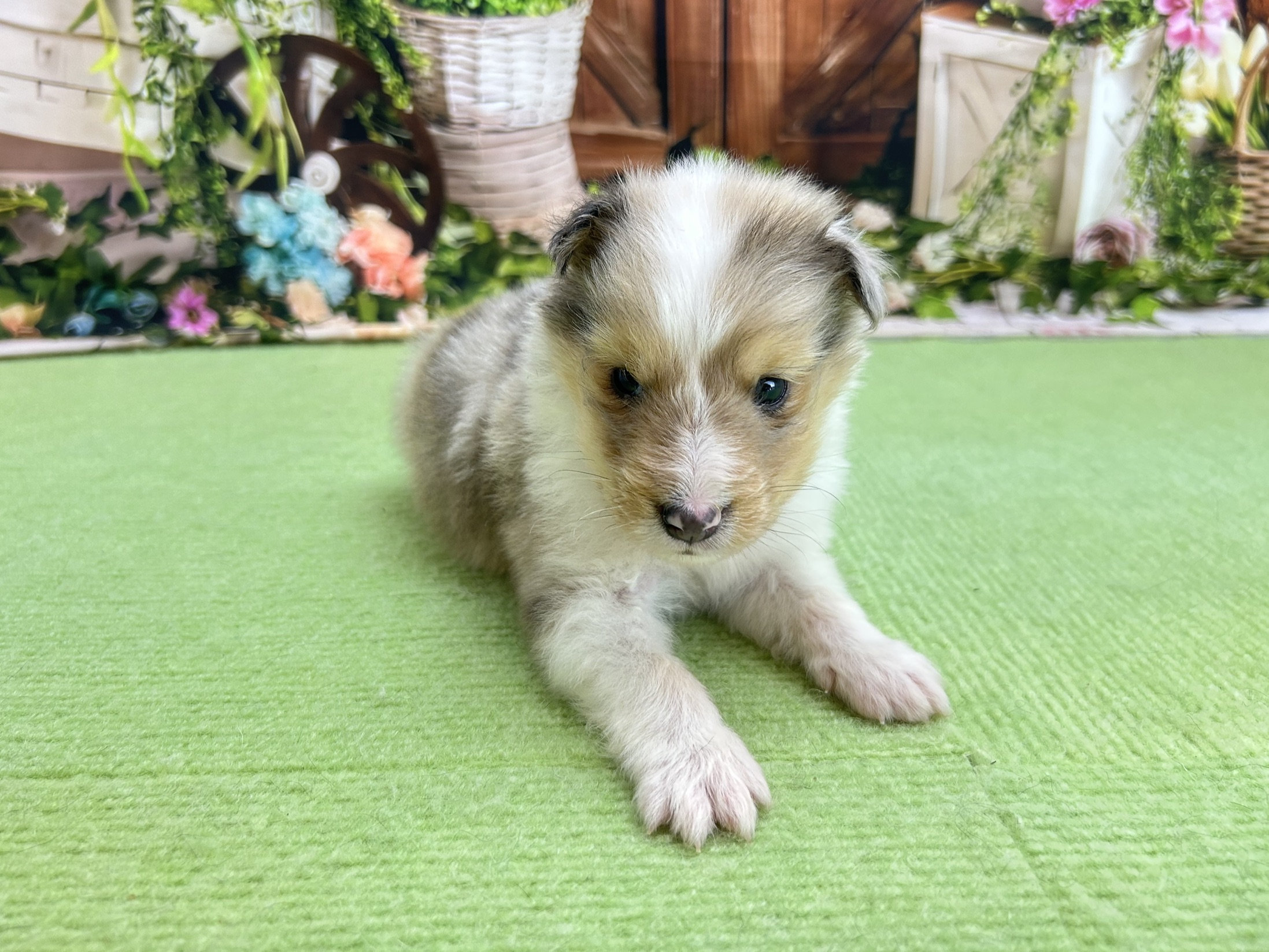 赤ちゃん写真2-1