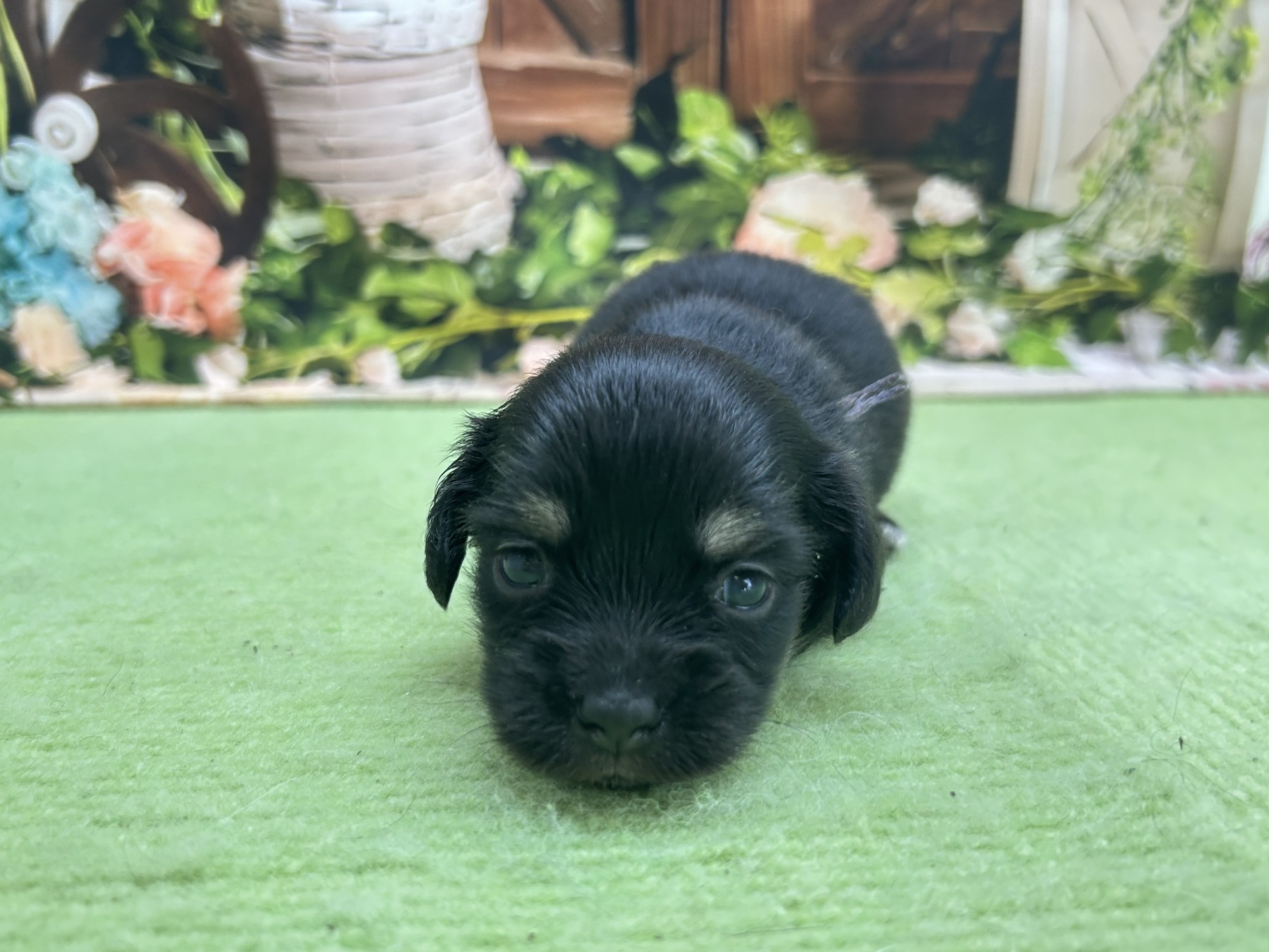 赤ちゃん写真1-1
