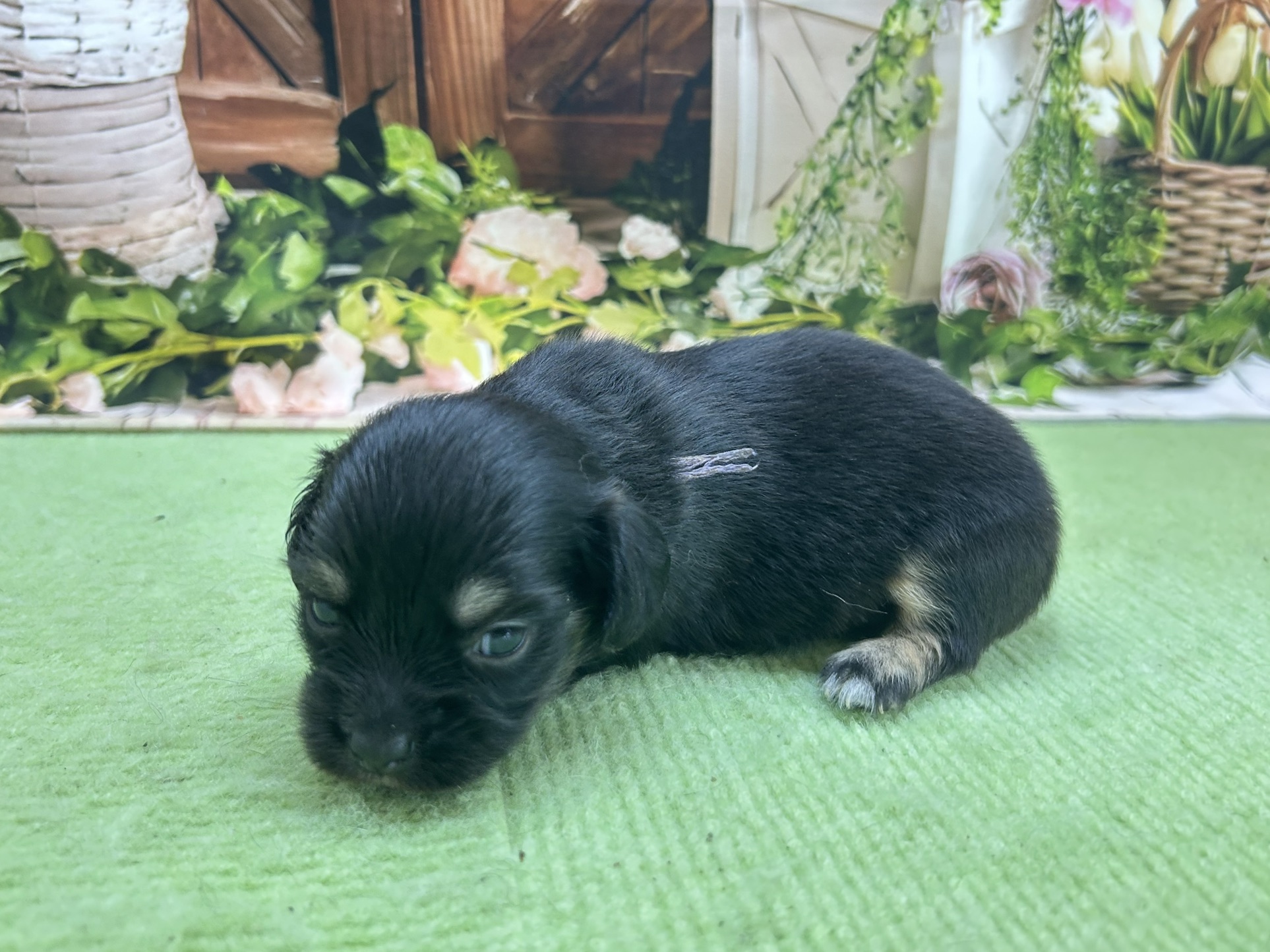 赤ちゃん写真1-2