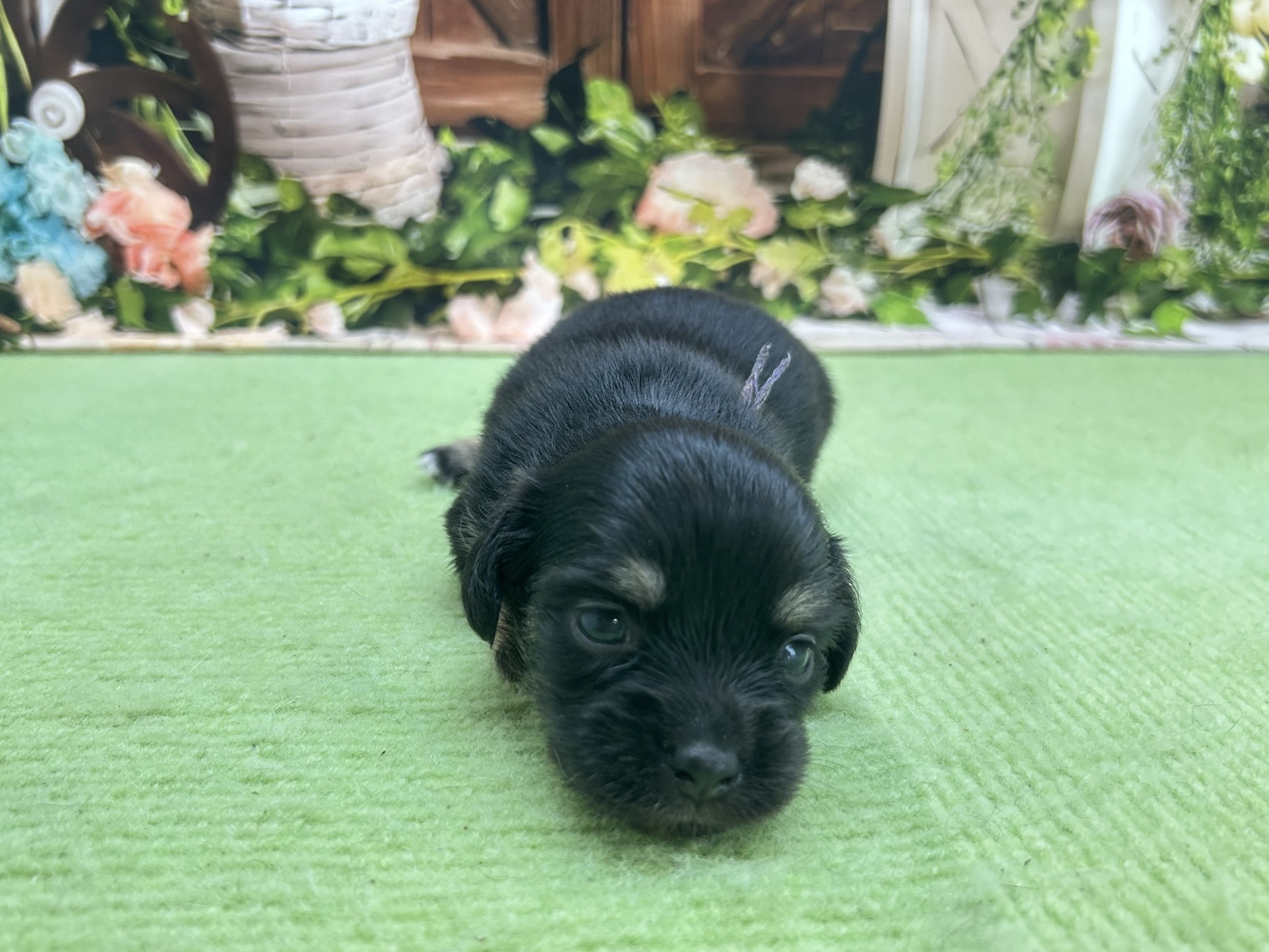 赤ちゃん写真1-1