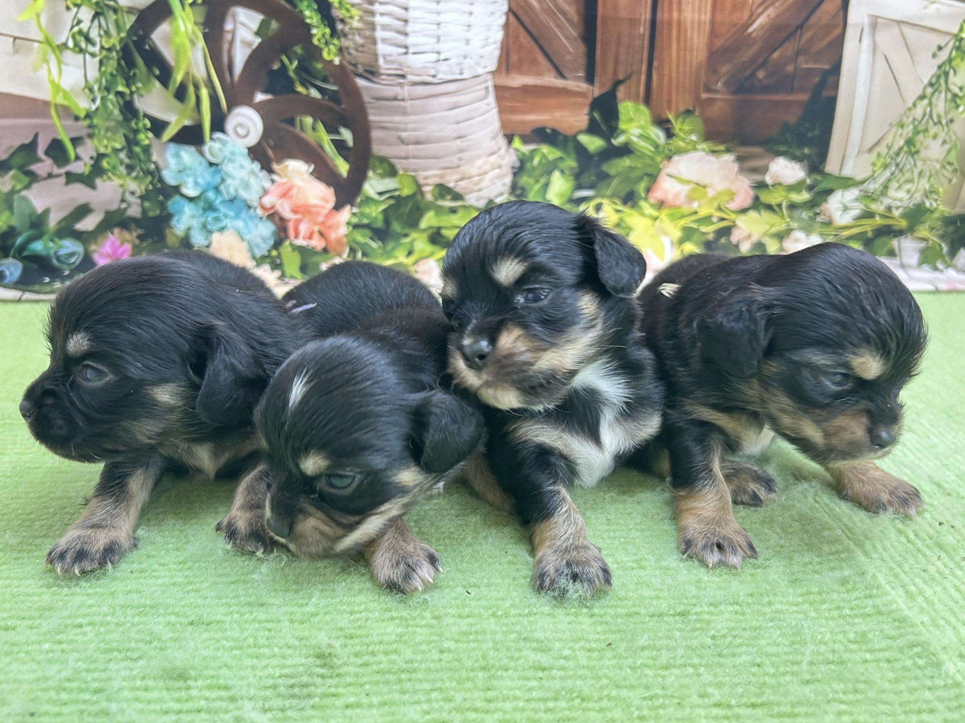 赤ちゃん写真1-3